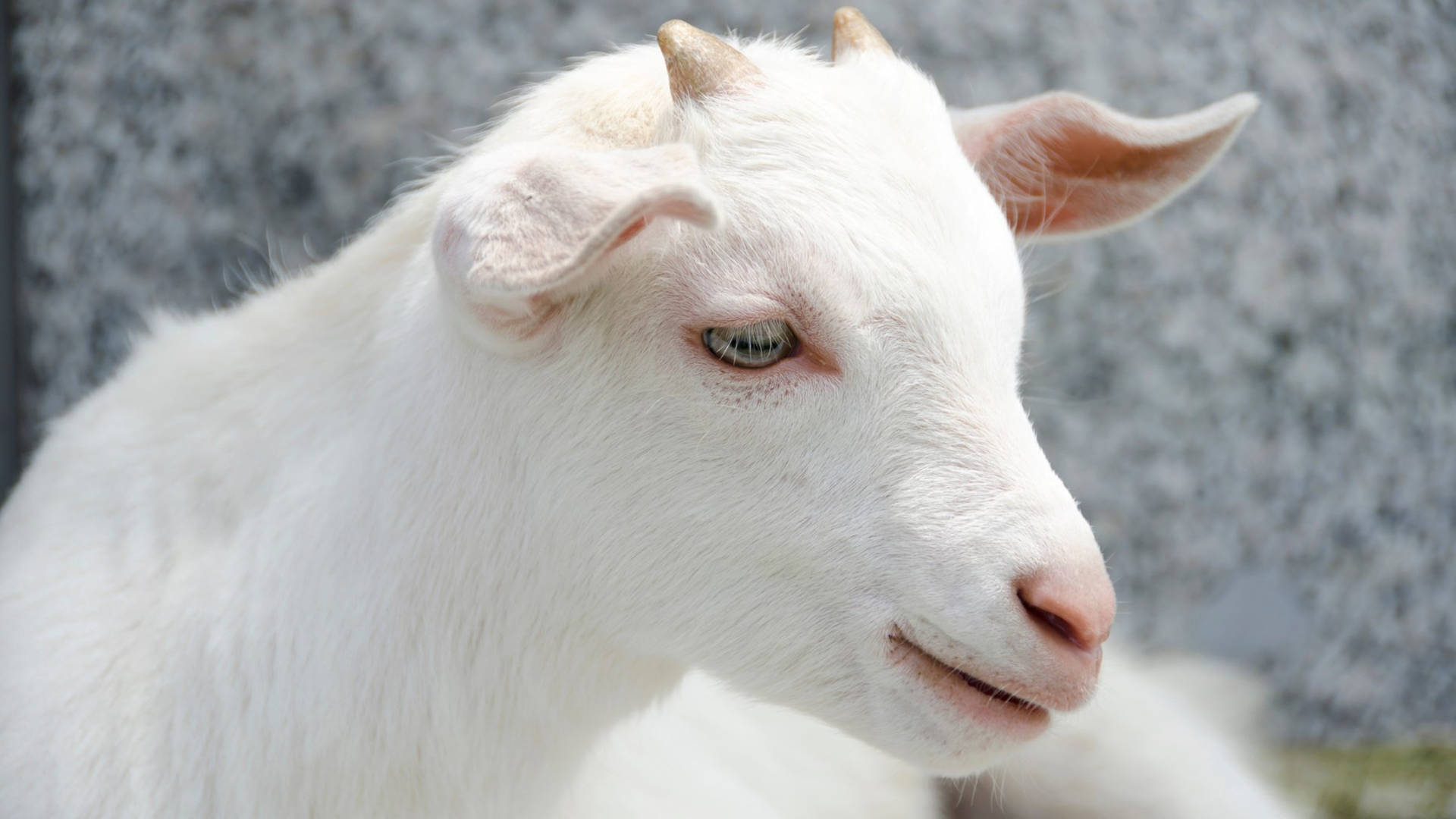 Beautiful White Baby Goat With Tiny Horns Wallpaper