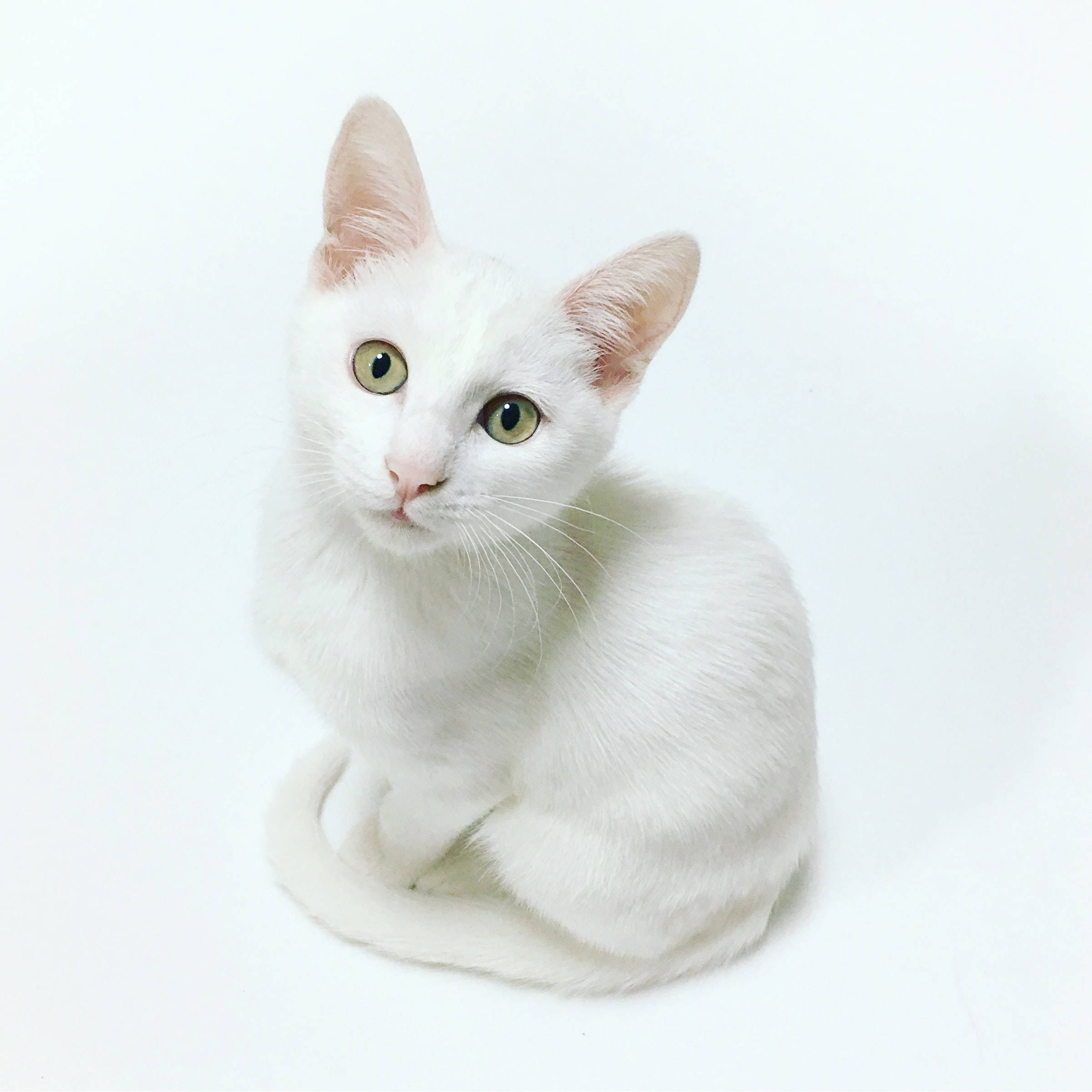 Beautiful White Khao Manee Cat Pfp Background