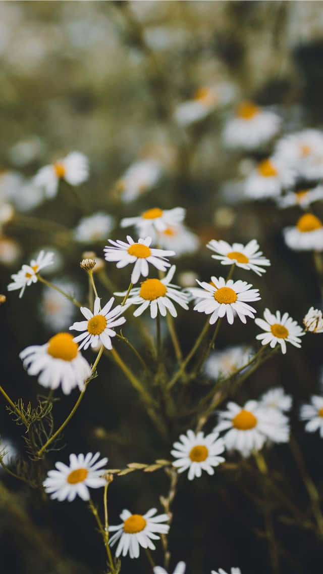 Lækker hvid forårsmorgenvind Daisy iPhone Wallpaper
