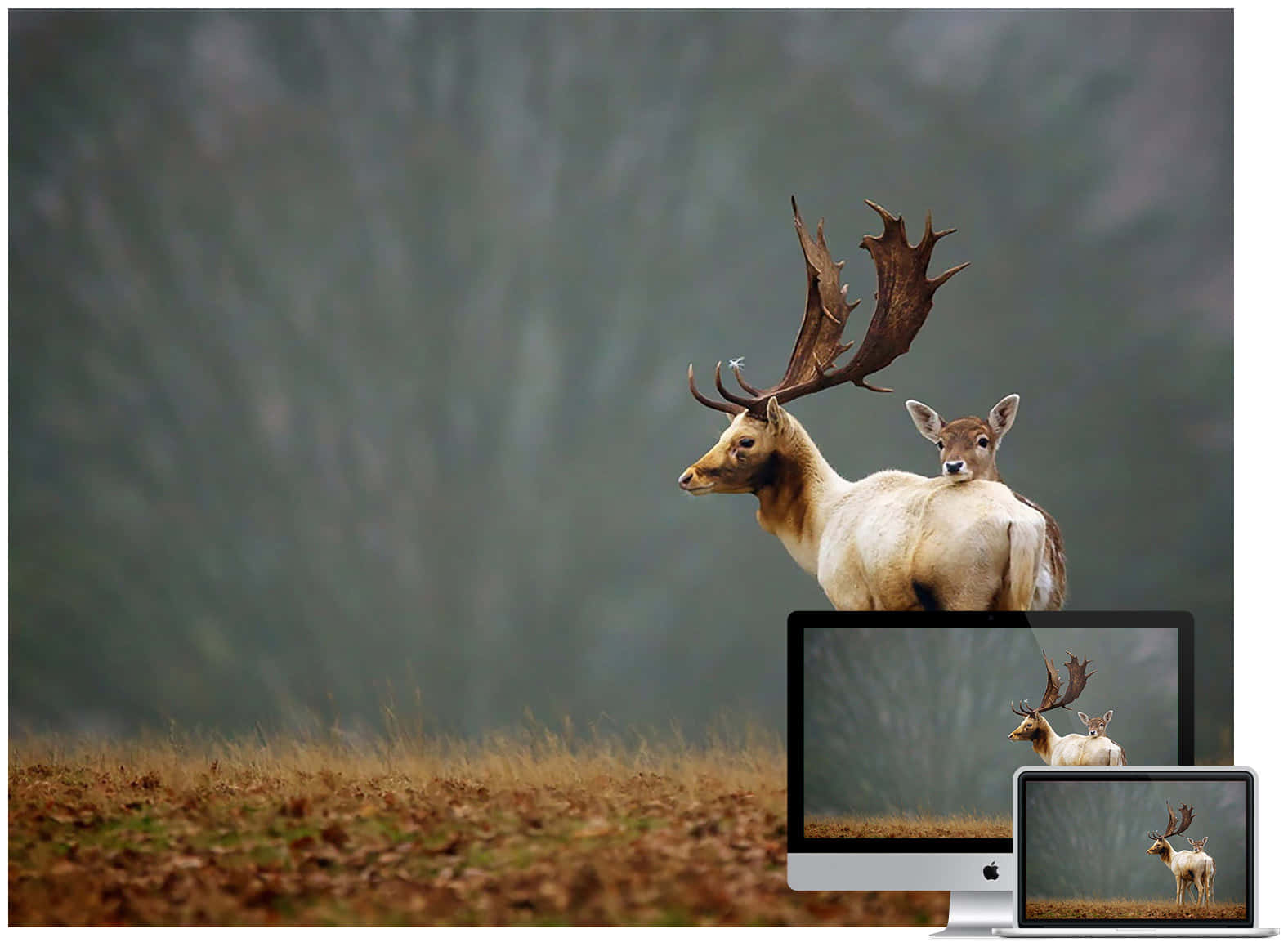Majestic wildlife scene with various animals in their natural habitat Wallpaper