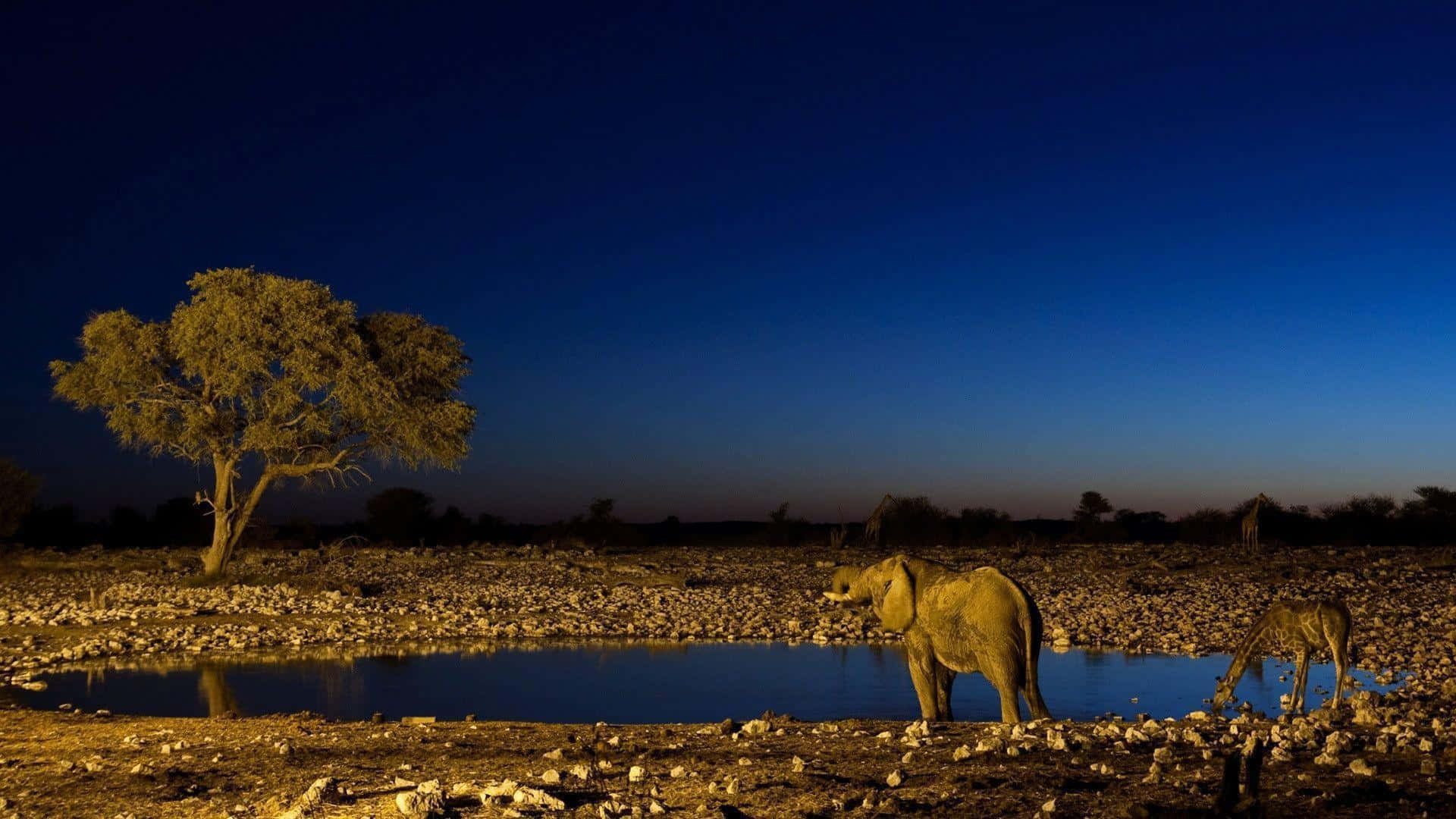 Adembenemende Wilde Dieren Ontmoeting Achtergrond