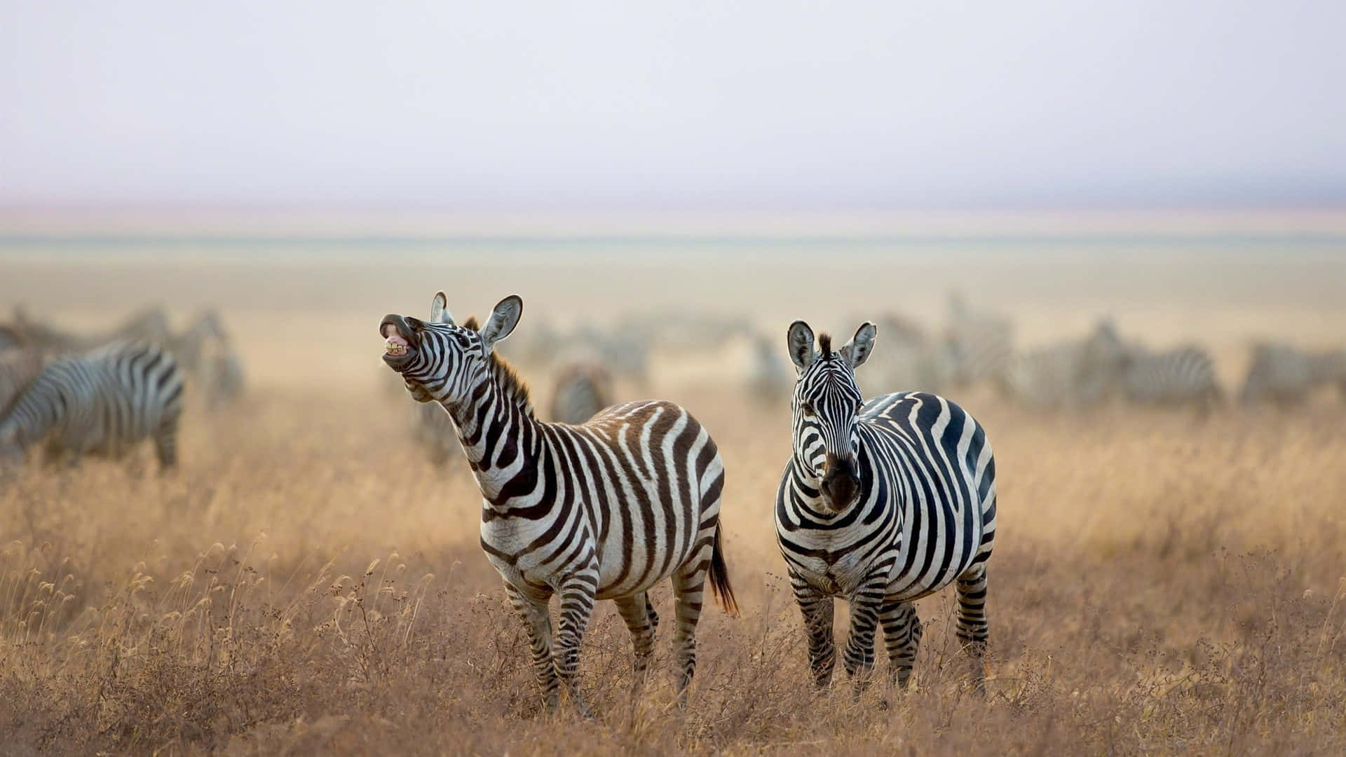 Een Prachtige Luipaard Die Op Een Boomtak In Zijn Natuurlijke Habitat Zit Achtergrond