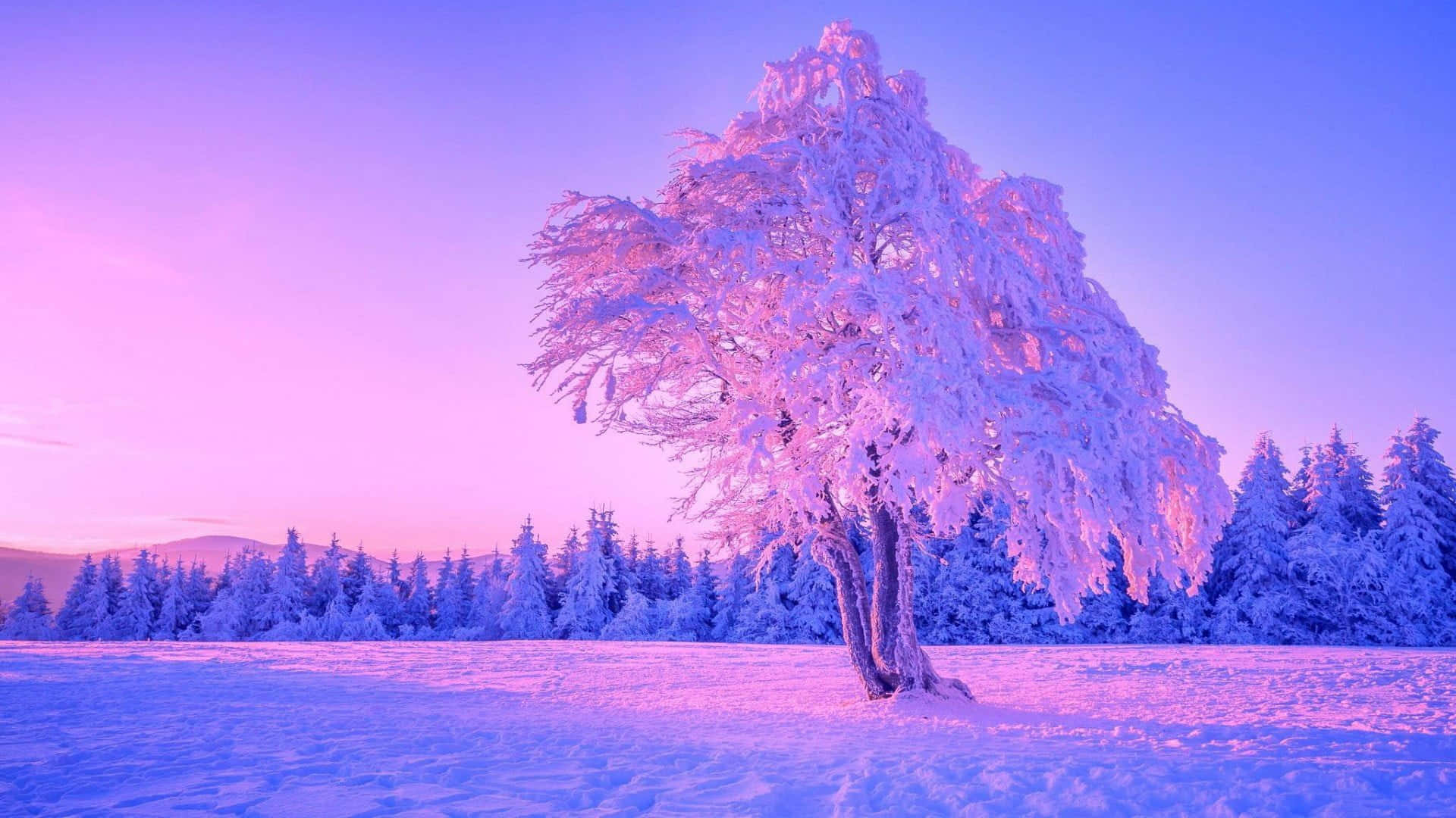 Attnjuta Av Vinterns Natursköna Skönhet