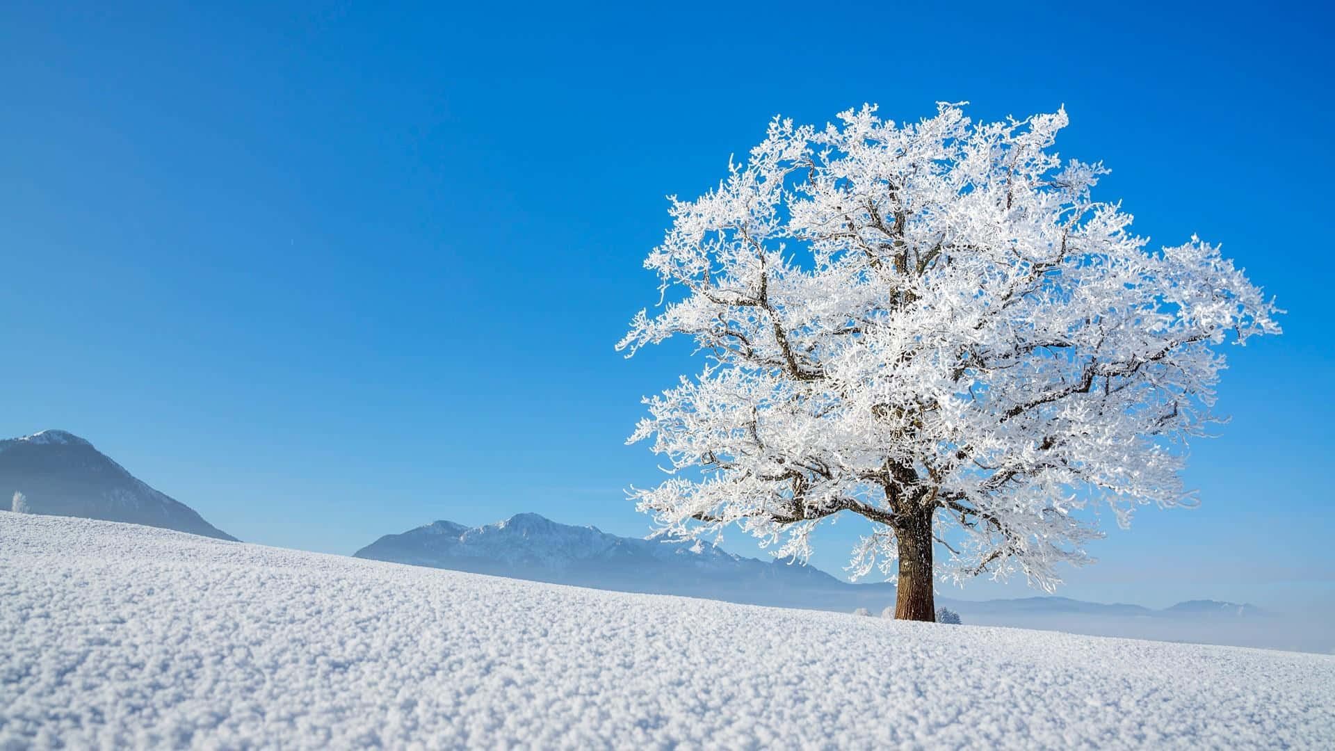 Genießensie Den Bezaubernden Blick Auf Unsere Wunderschöne Winterlandschaft.