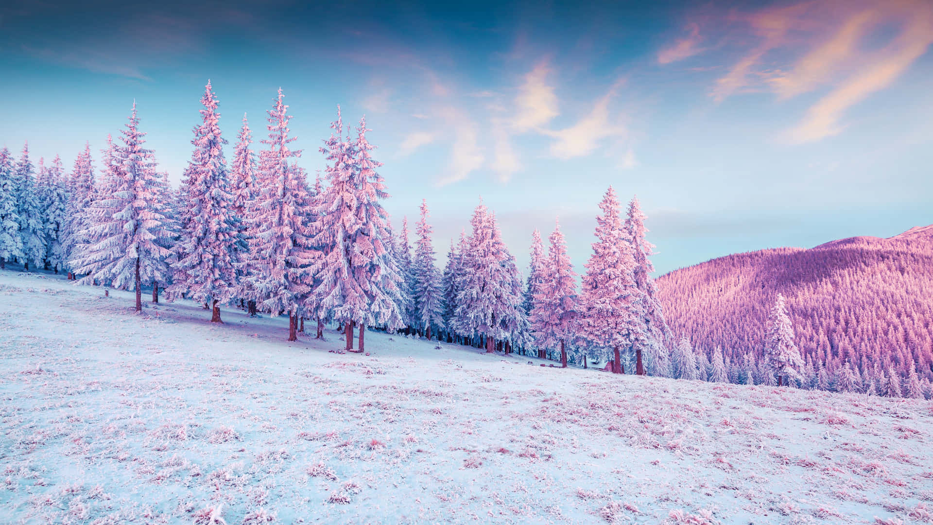 "Take a Stroll Through the Crisp, Beautiful Winter Wonderland" Wallpaper