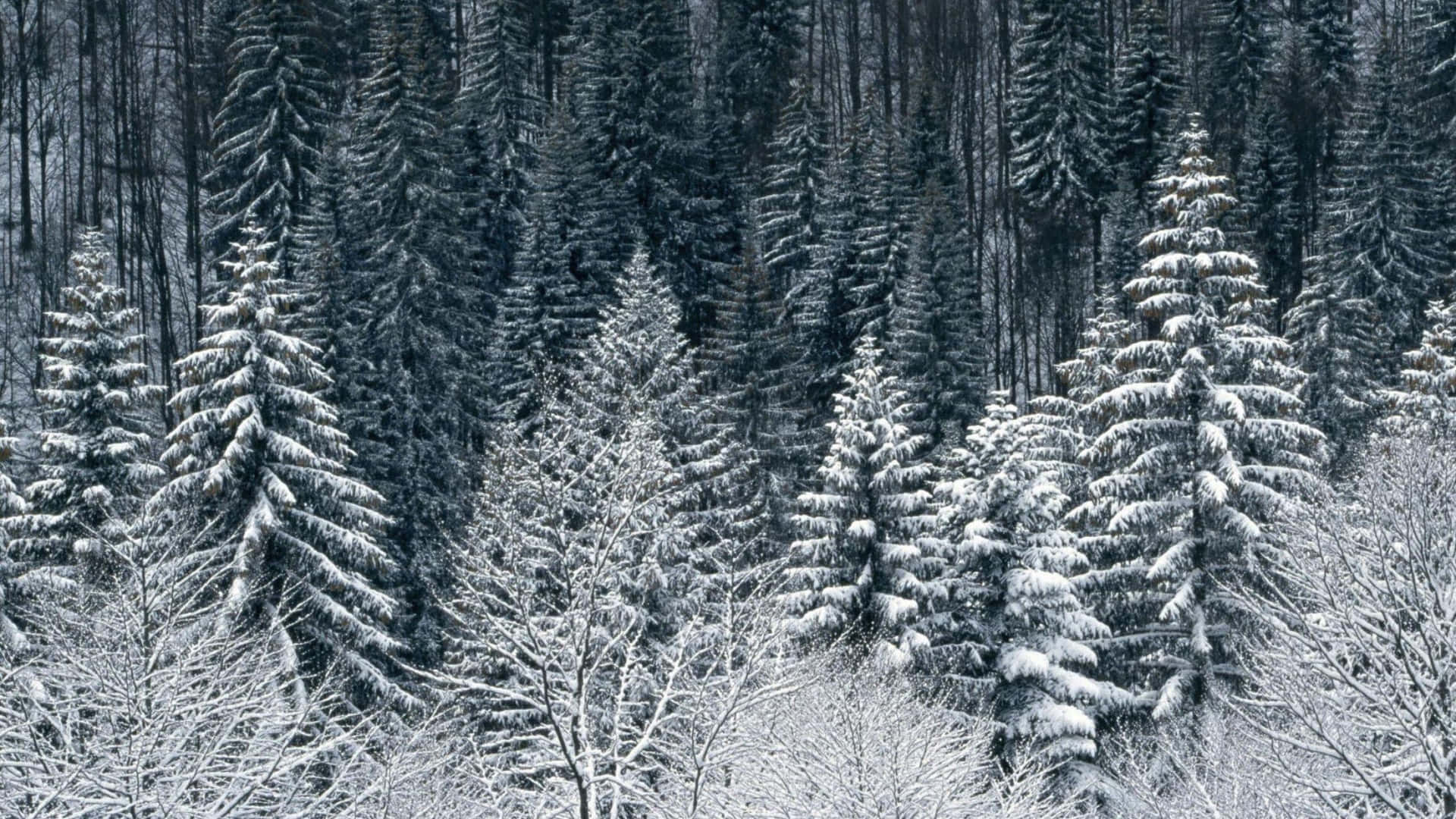 Genießensie Die Schönheit Des Winters Mit Einem Spaziergang Im Schnee!
