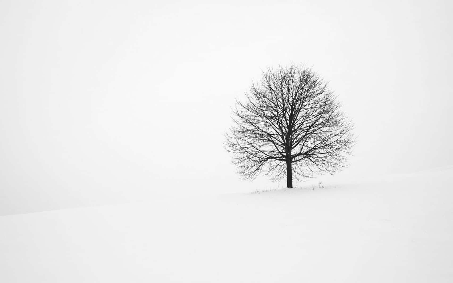 Genießensie Die Schönheit Des Winters, Wenn Die Natur Sich In Weiß Kleidet!