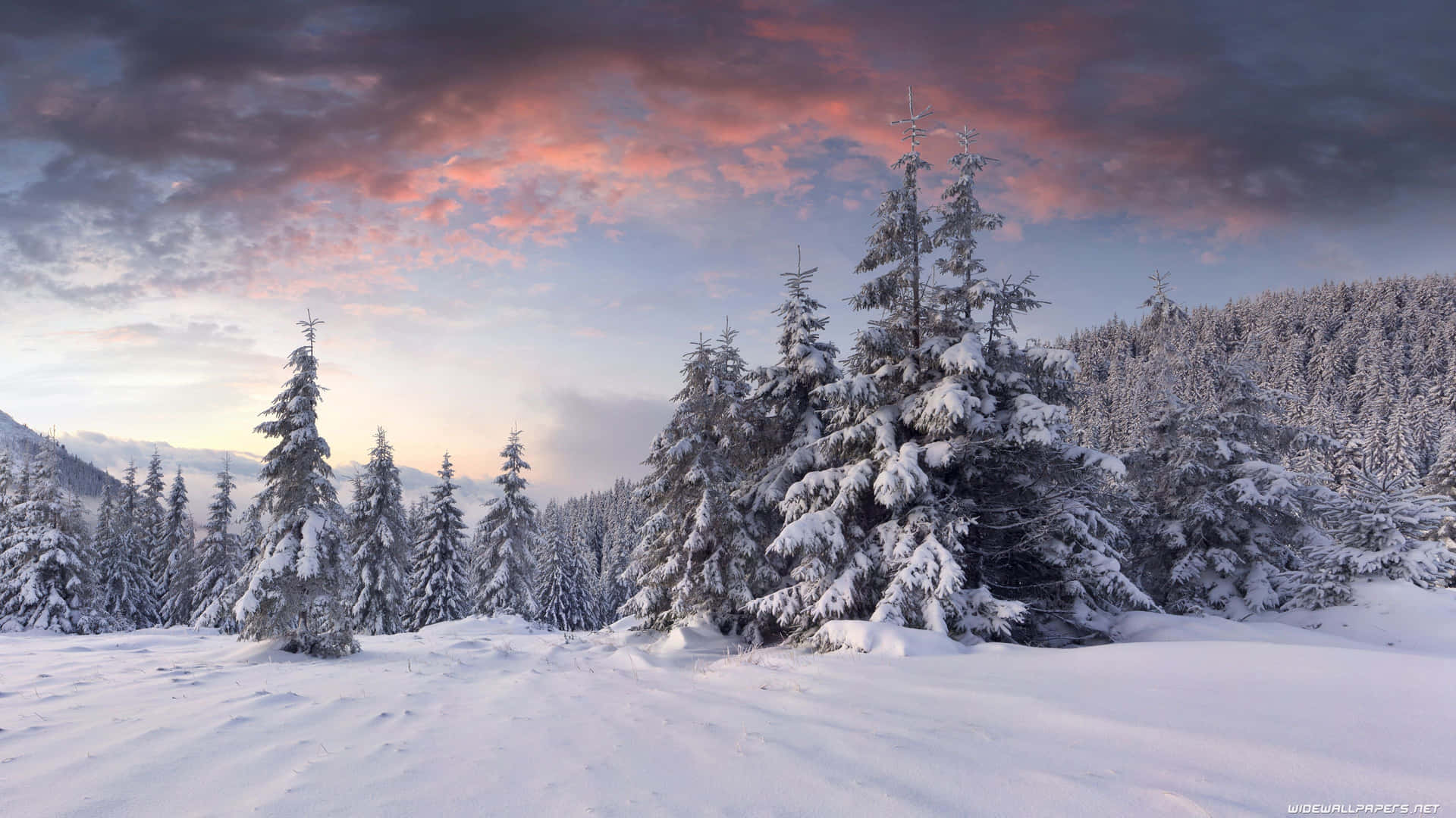 Nyd den salige vinterverden af sne-dækkede fyr og cedertræer. Wallpaper