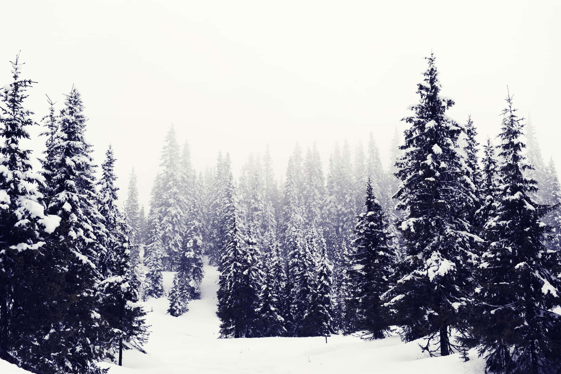 Enjoying a Winter Wonderland"