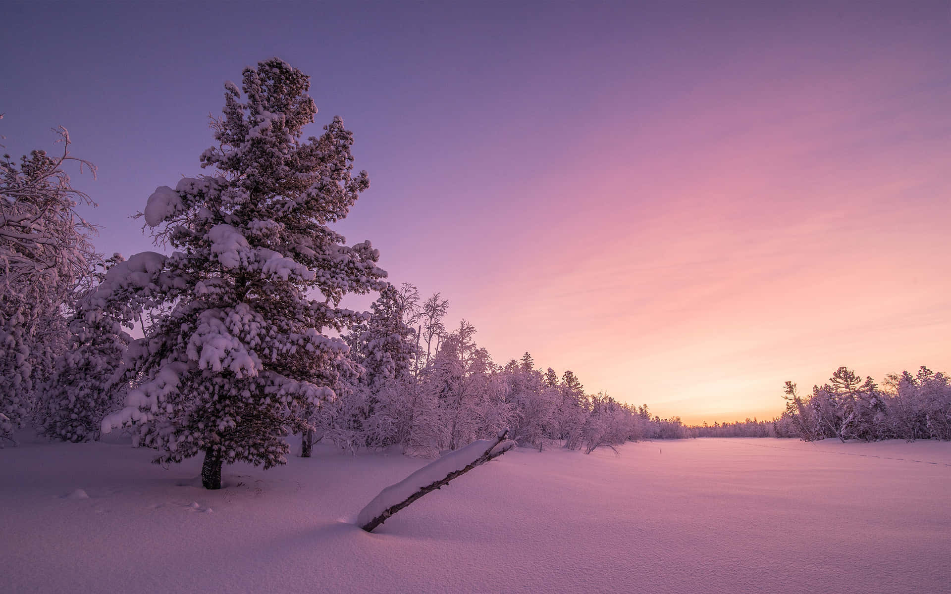 a snow covered field with trees and a sunset Wallpaper