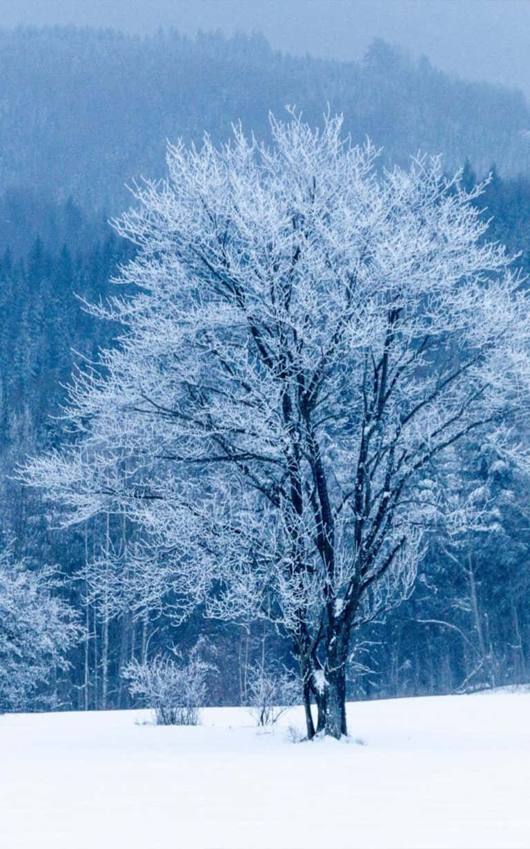 Et træ i et sne dækket felt Wallpaper