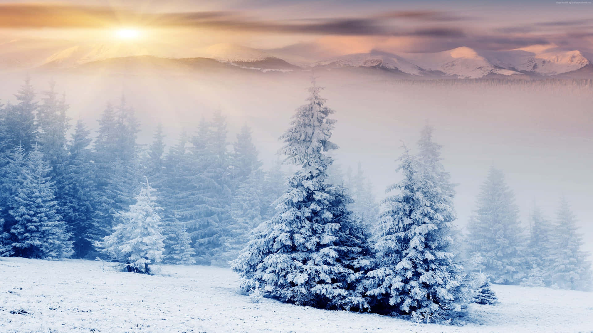 Genießensie Einen Friedlichen Moment, Umgeben Von Der Natur, Während Ein Wunderschöner Wintersonnenuntergang Sich Senkt. Wallpaper