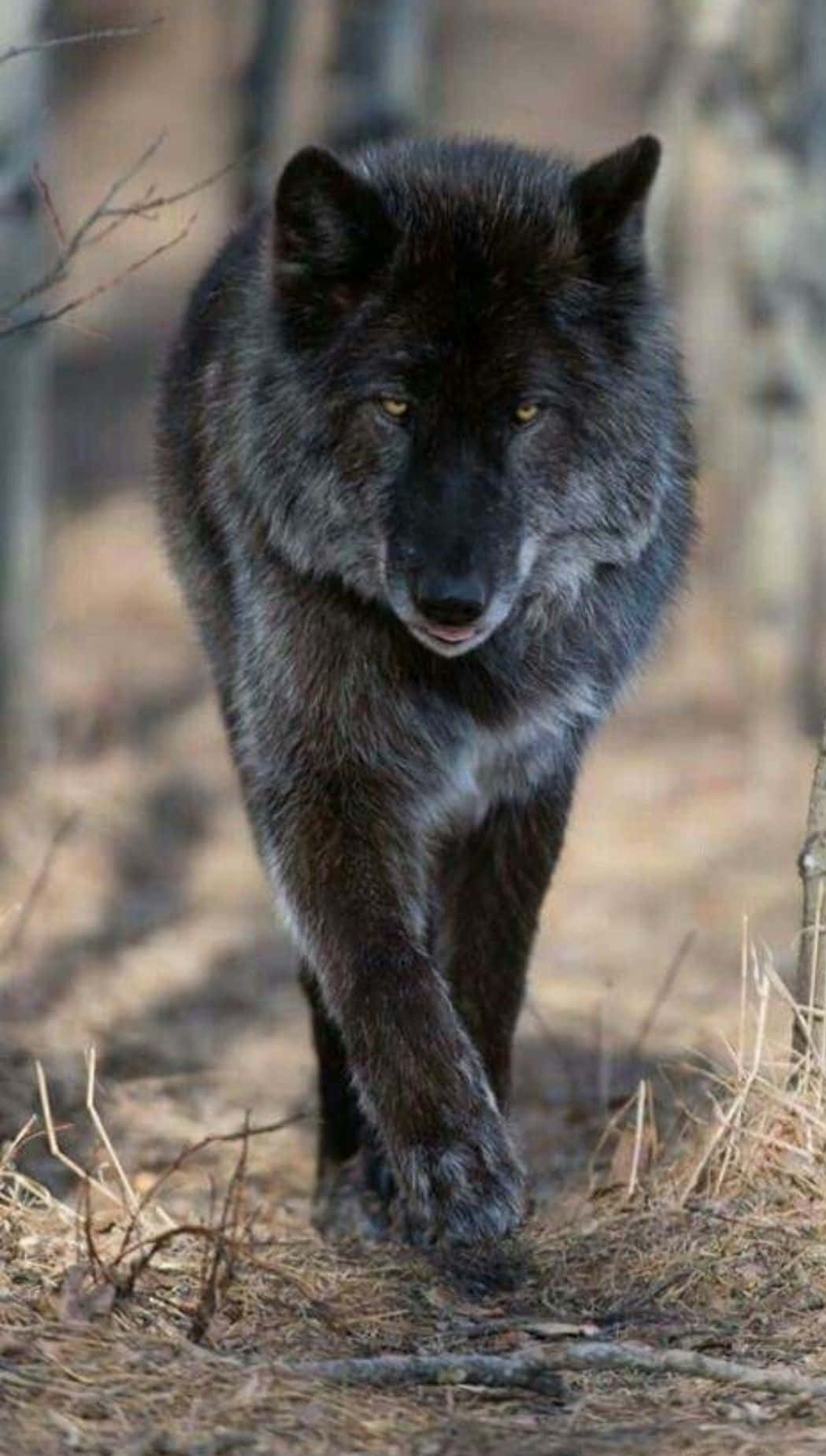 Ungebändigtemajestätische Schönheit - Ein Wunderschöner Wolf.