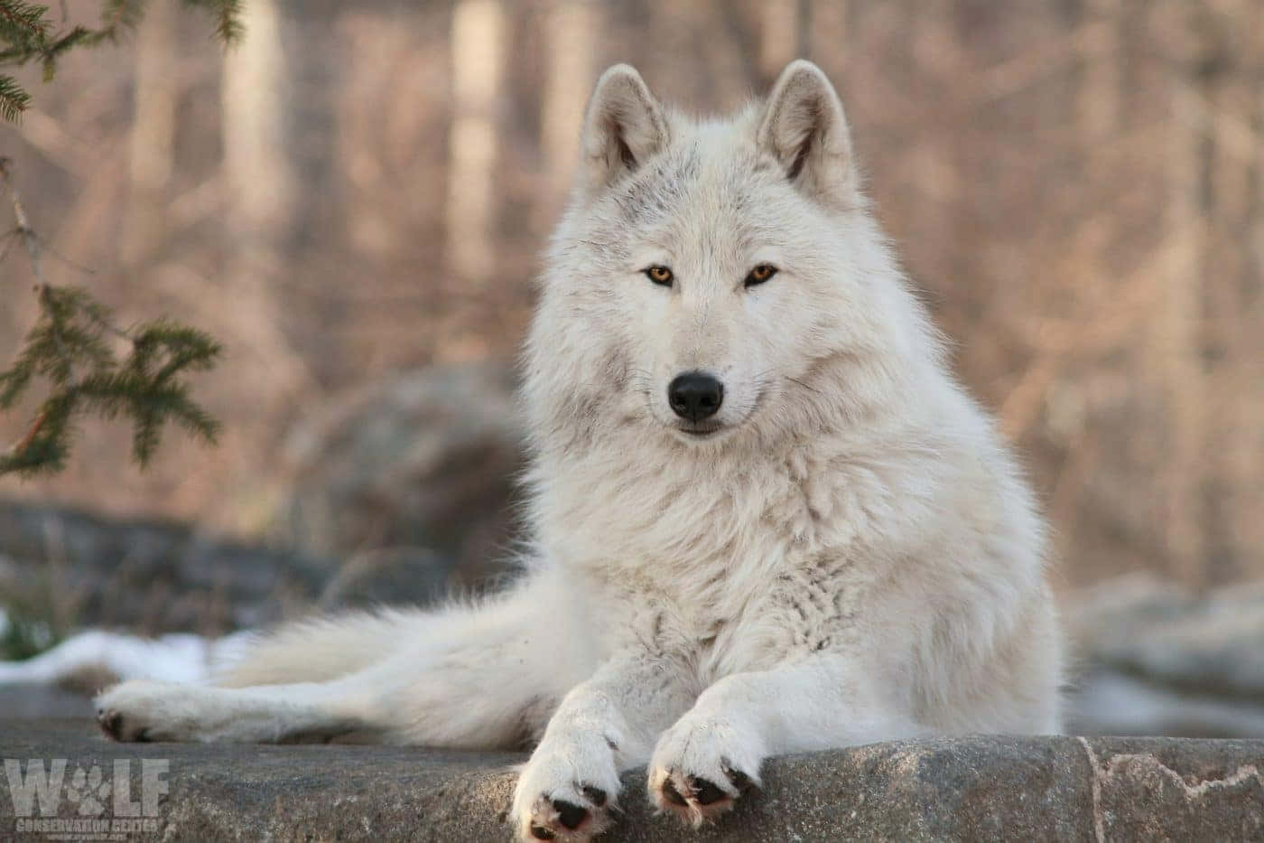 "The beautiful wolf sits in the shadows, just waiting for its next adventure."