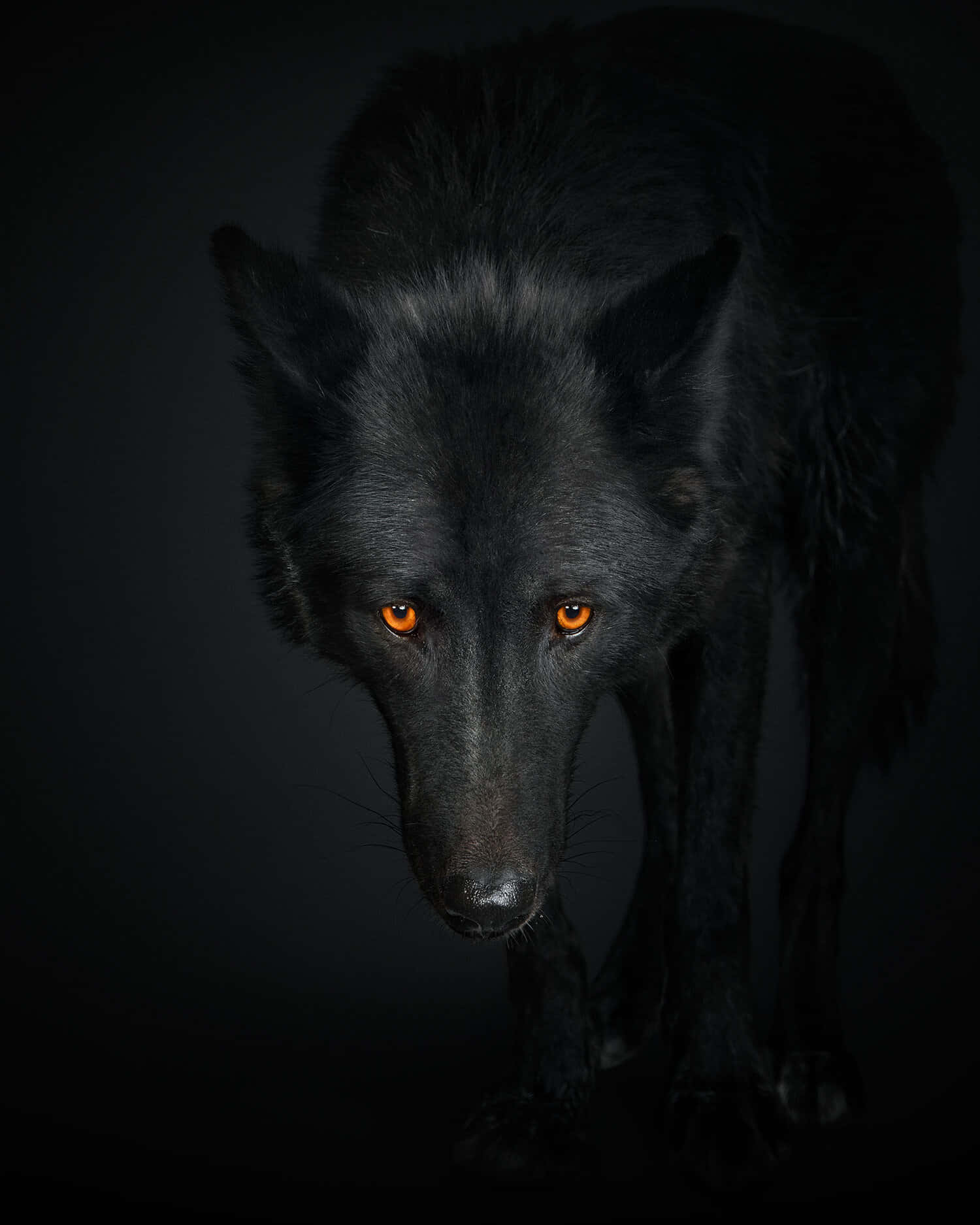 cool alpha wolf red eyes