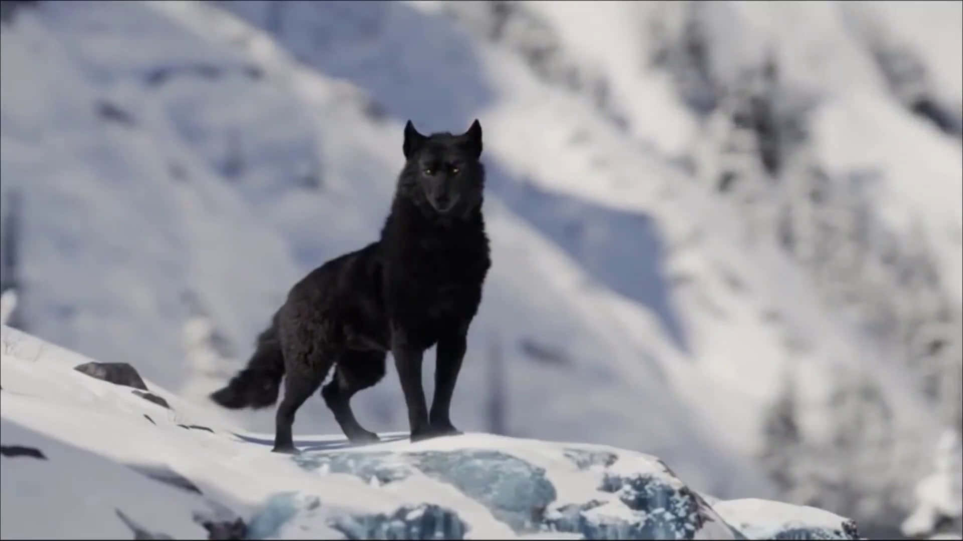 A majestic wolf gazes at the viewer, standing atop a hill and surrounded by snow.