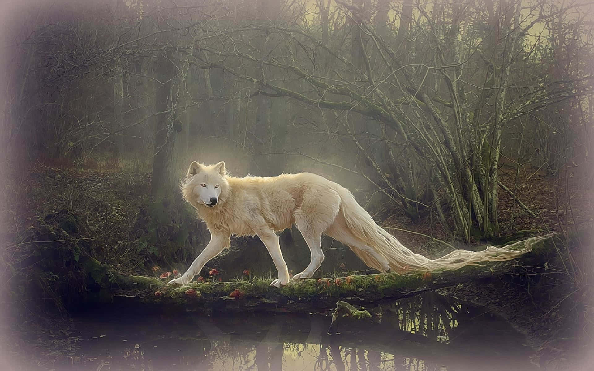 Mystischeschönheit Des Majestätischen Wolfs