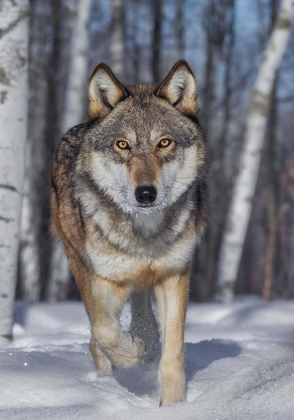 "The Majestic Wolf"