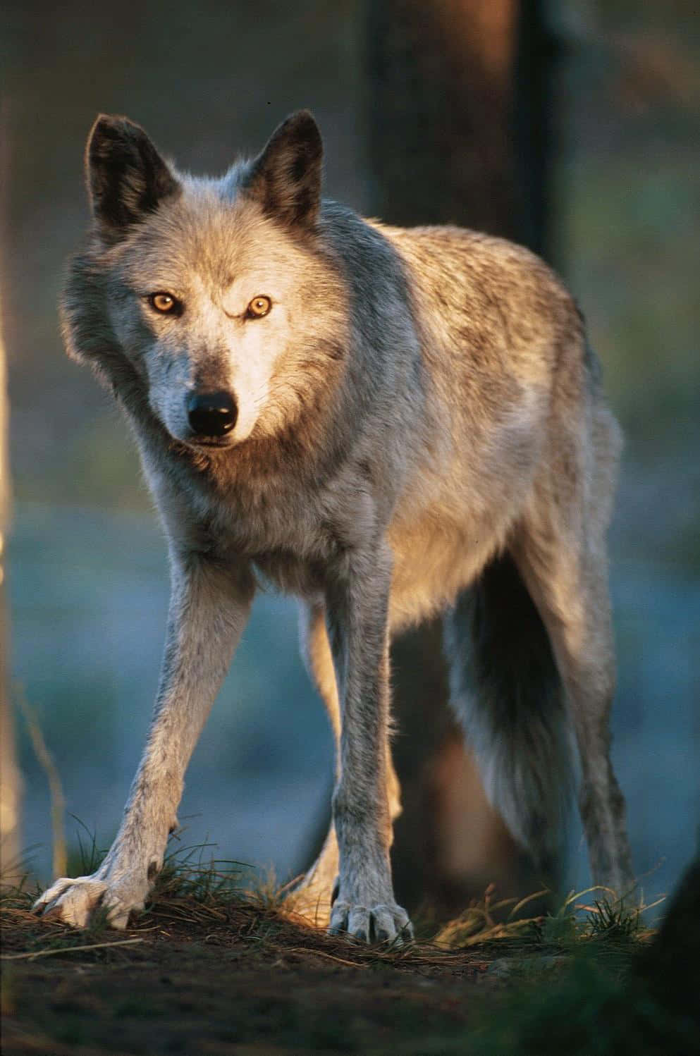 Einmajestätischer Weißer Wolf