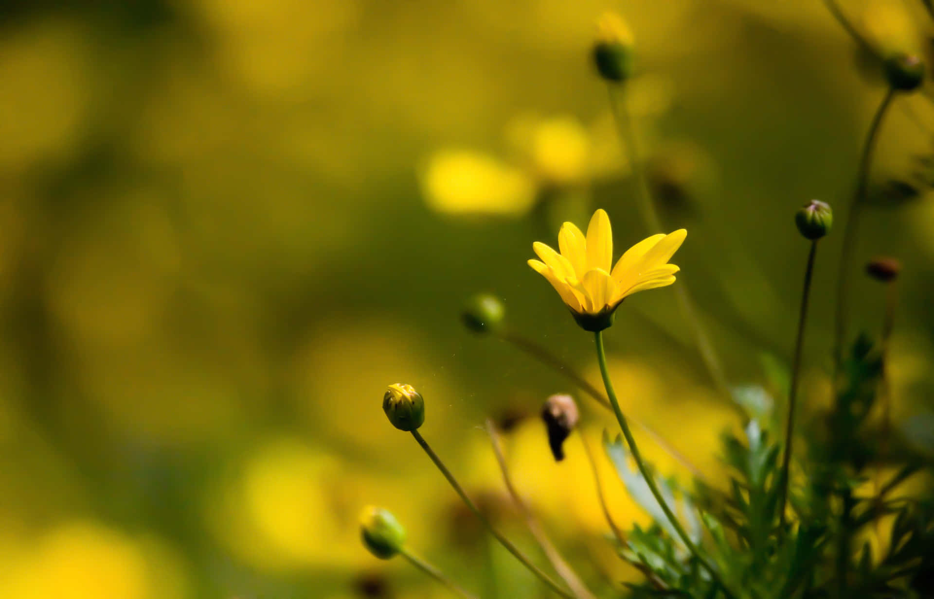 En gul blomst vokser på et felt Wallpaper