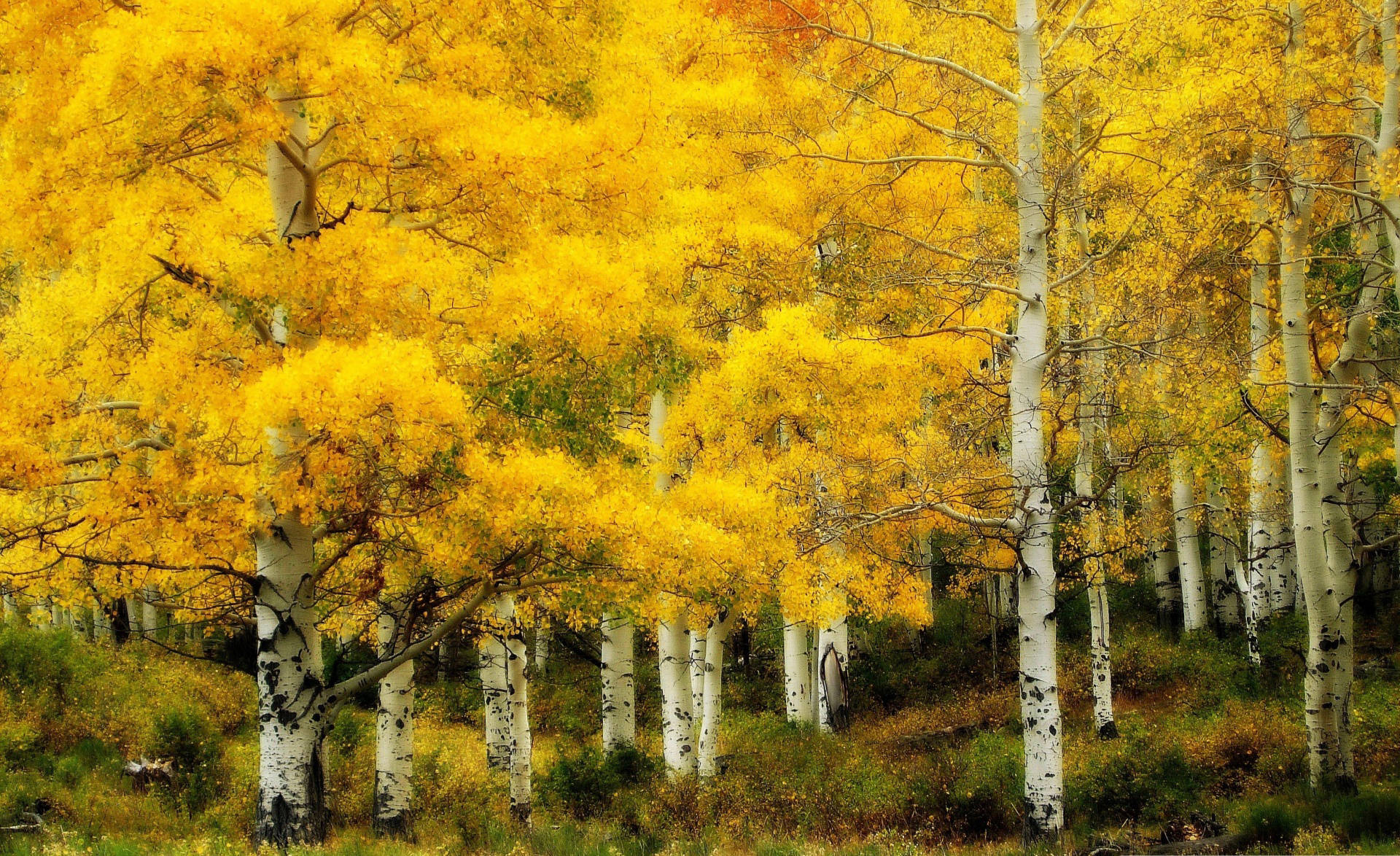Beautiful Yellow Birch Tree Nature Wallpaper