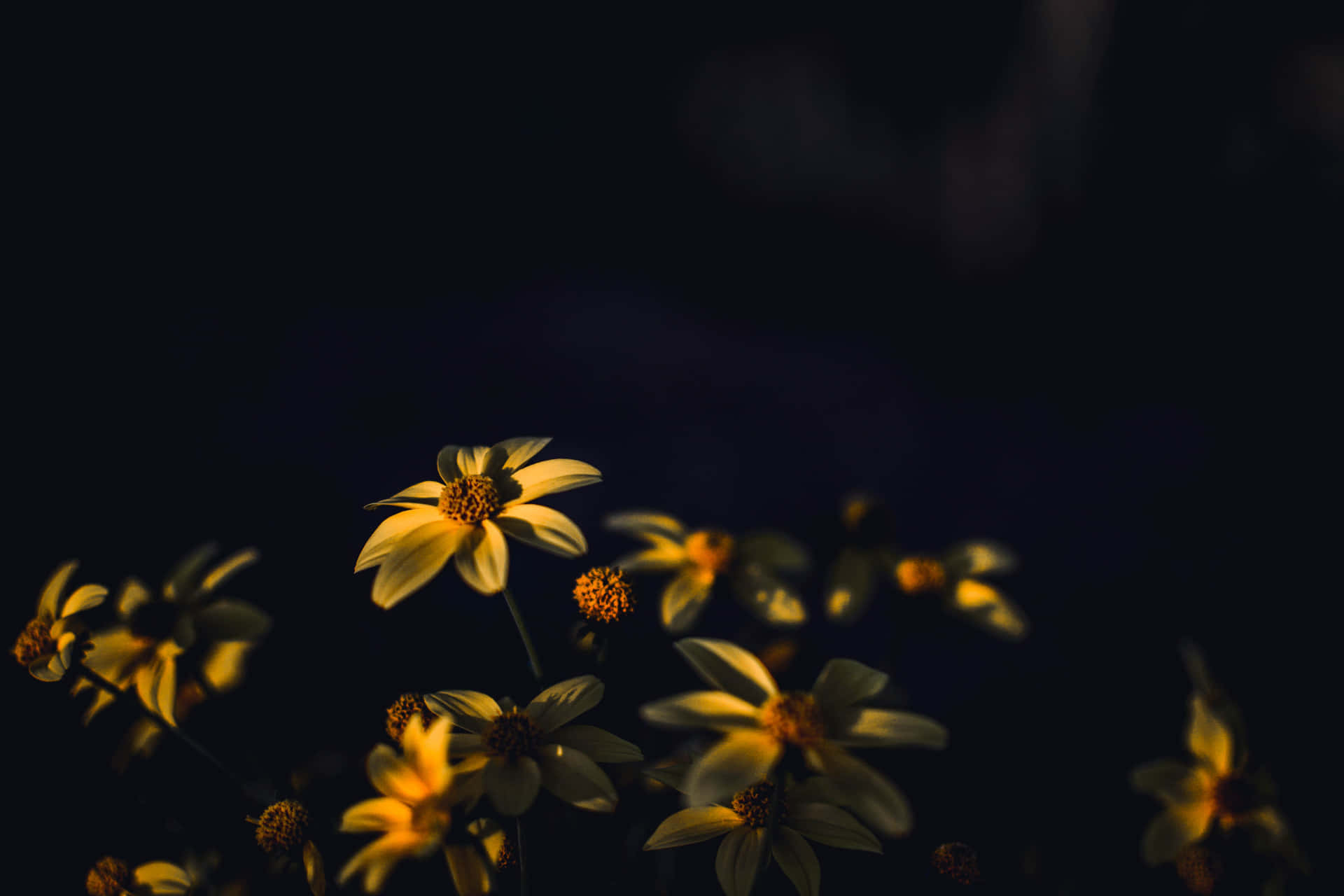 Einenahaufnahme Einer Leuchtend Bunten Gelben Blume Wallpaper