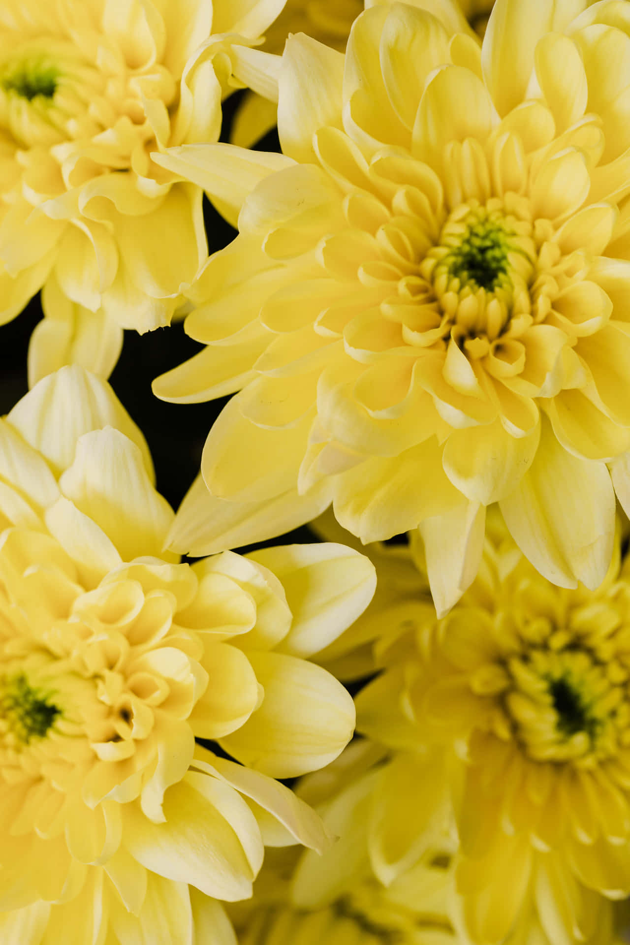 Vibrant gule blomster bringer liv og glæde ind i haven. Wallpaper
