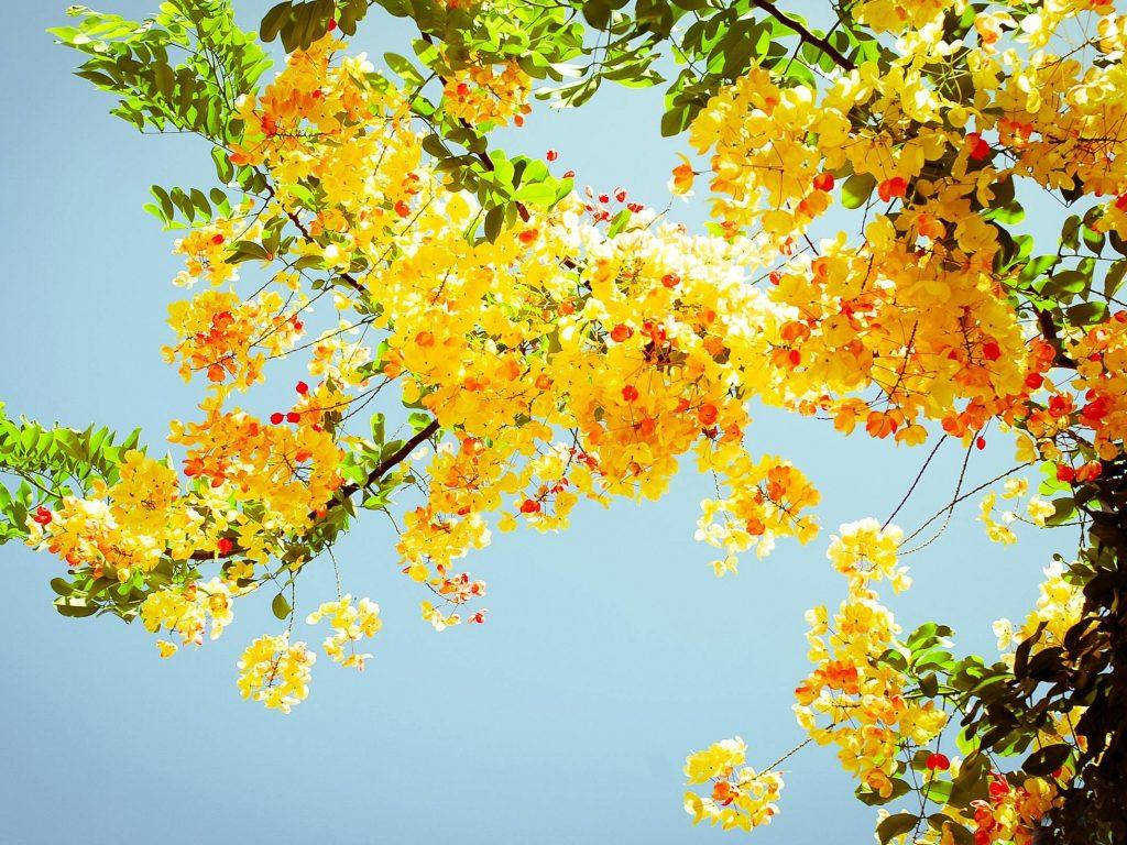 Beautiful Yellow Flowers Aesthetic Sky Wallpaper