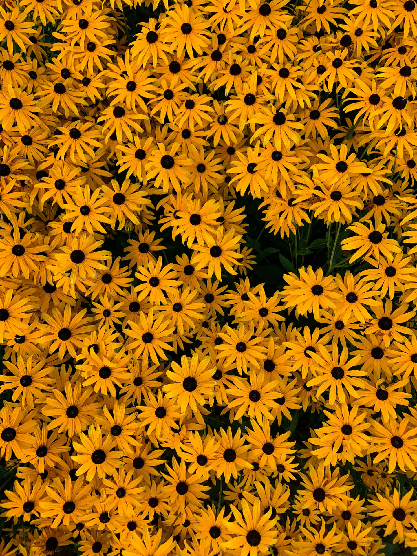 Enjoy the beauty of a yellow flower Wallpaper