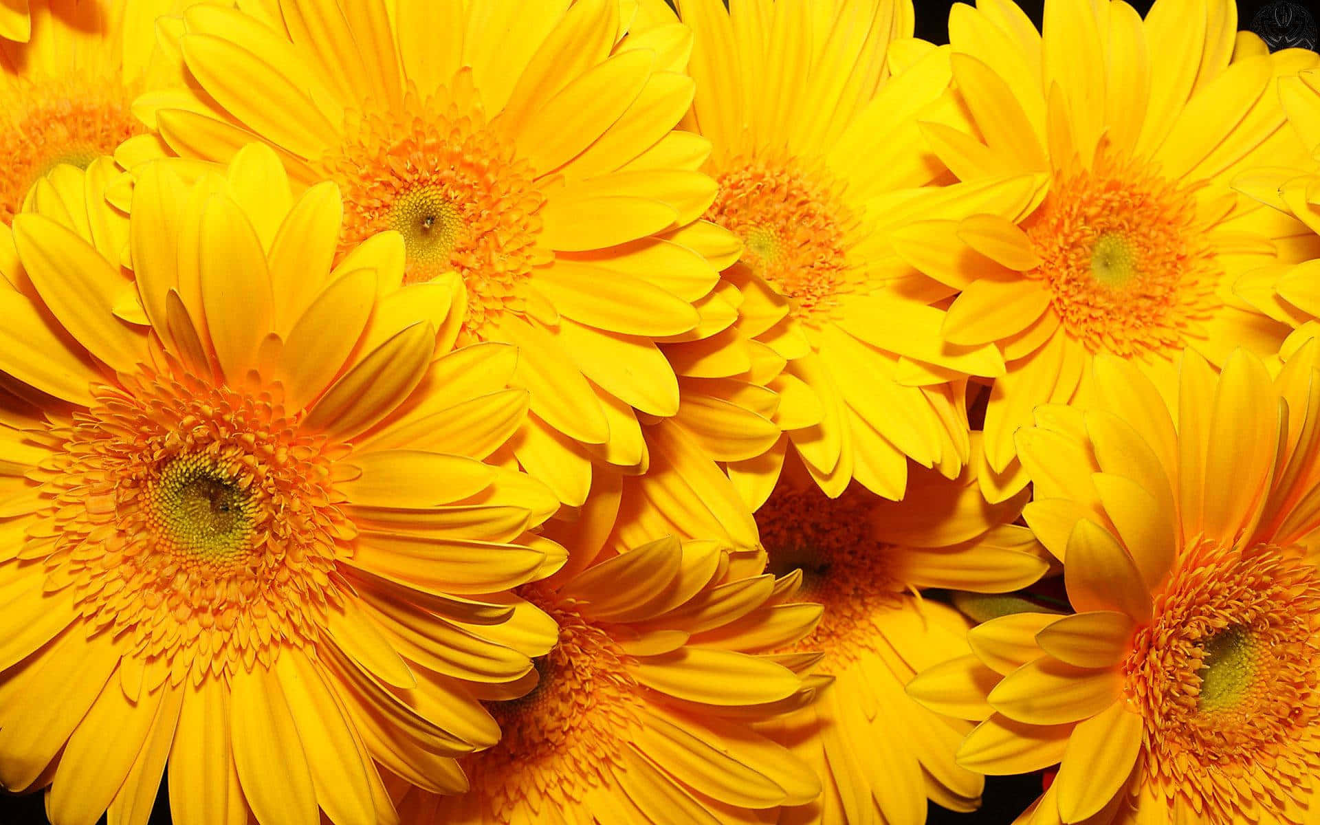 Einhaufen Gelber Blumen Stehen In Einer Vase. Wallpaper