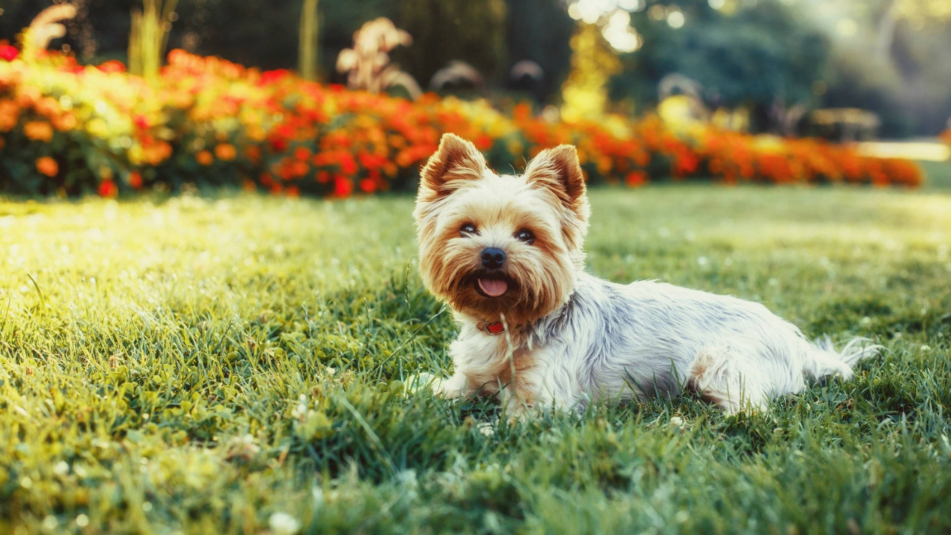 Hermosafotografía De Yorkshire Terrier En Jardín Fondo de pantalla
