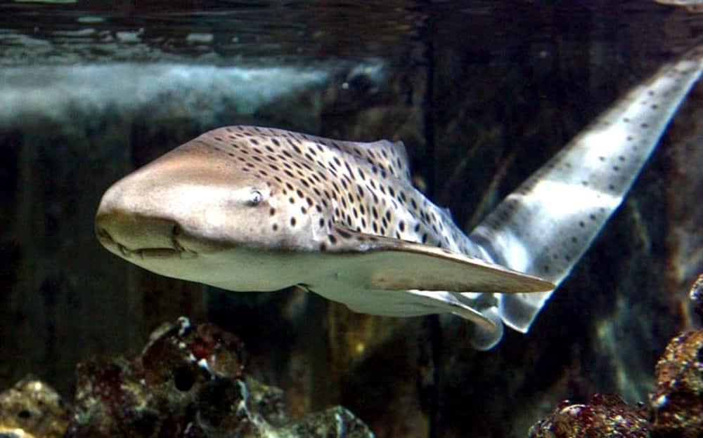 Beautiful Zebra Shark Swimming In Tropical Waters Wallpaper