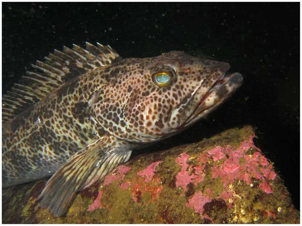 Beautifully Captured Lingcod In Its Natural Underwater Habitat Wallpaper