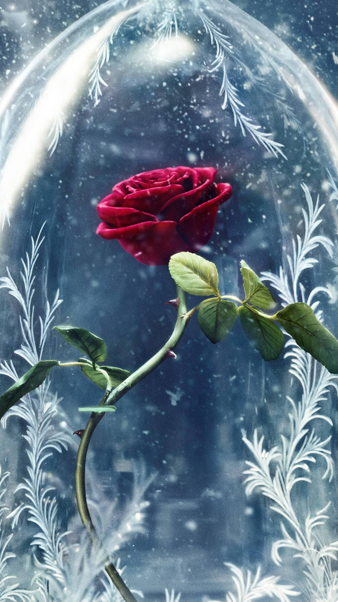 Beauty And The Beast Rose Under Snow Wallpaper