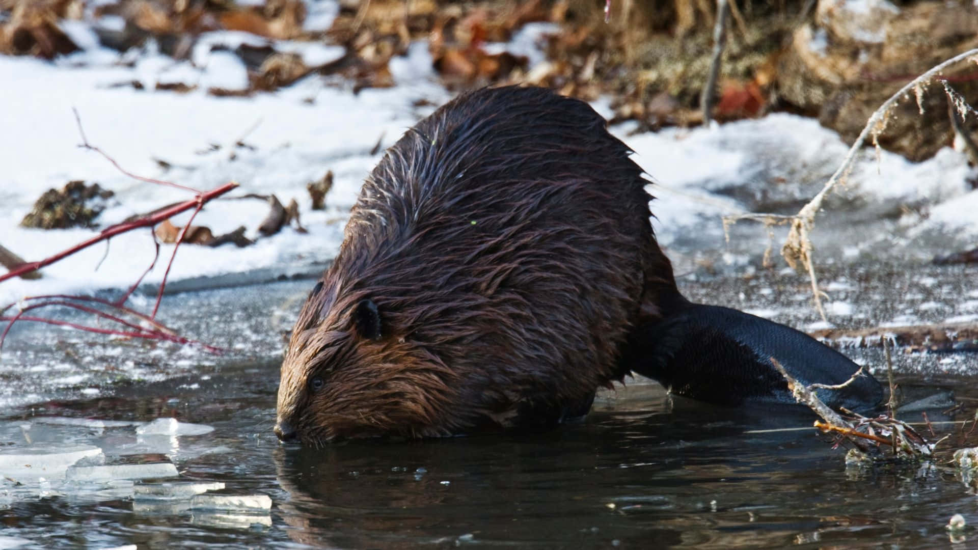 Bever Breekt Ijs Winterlandschap Achtergrond