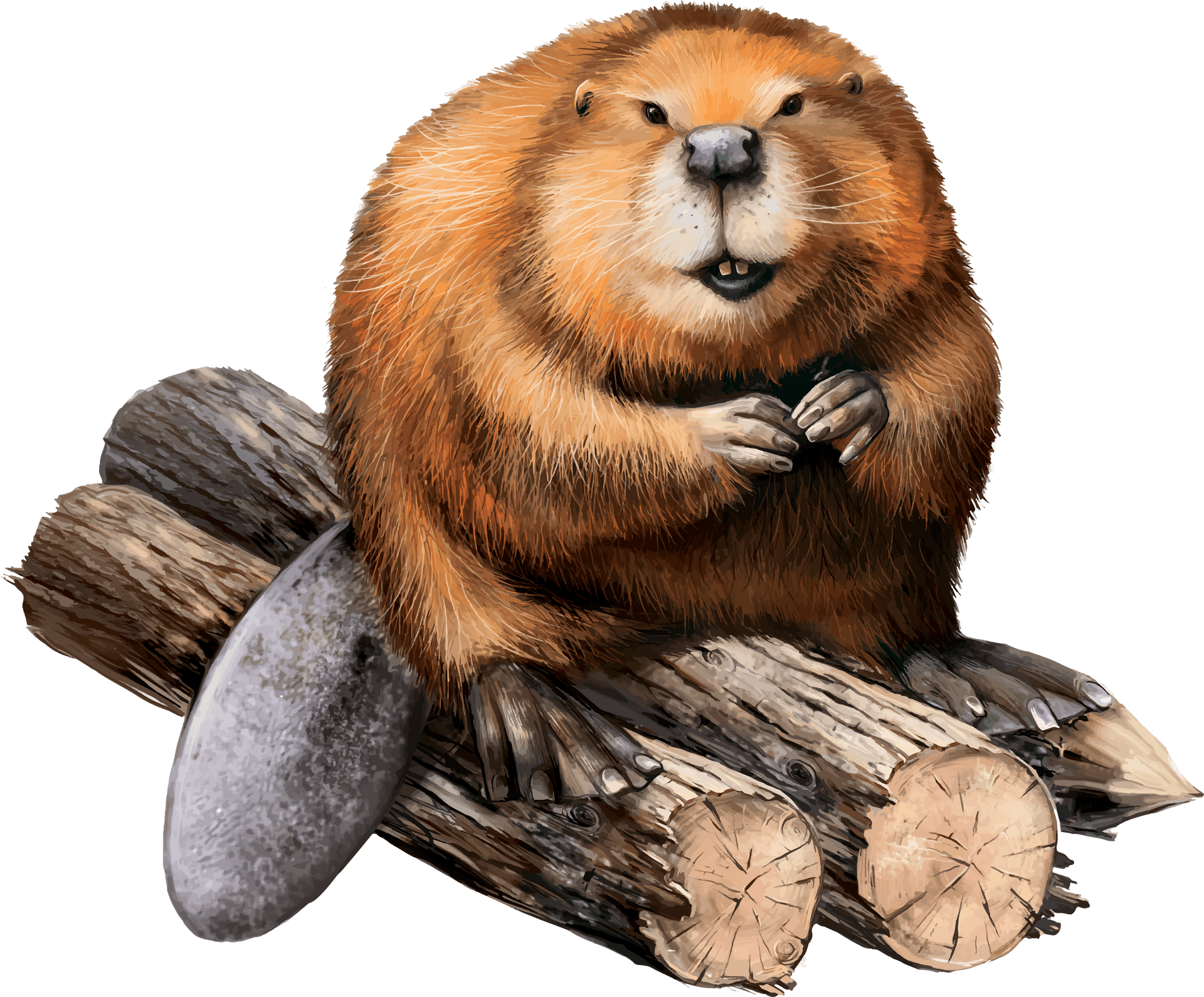 Beaver Sitting On Logs Illustration PNG