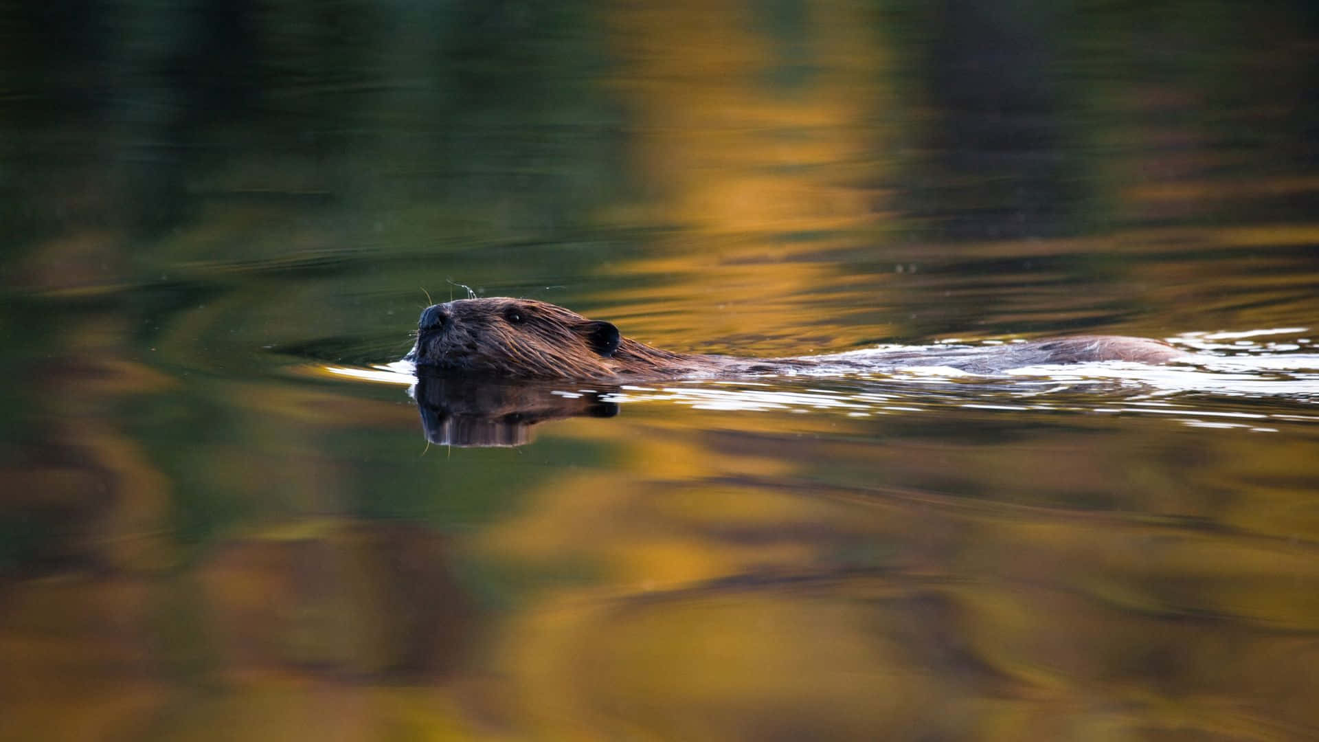 Bever Zwemmend In Herfstreflecties.jpg Achtergrond