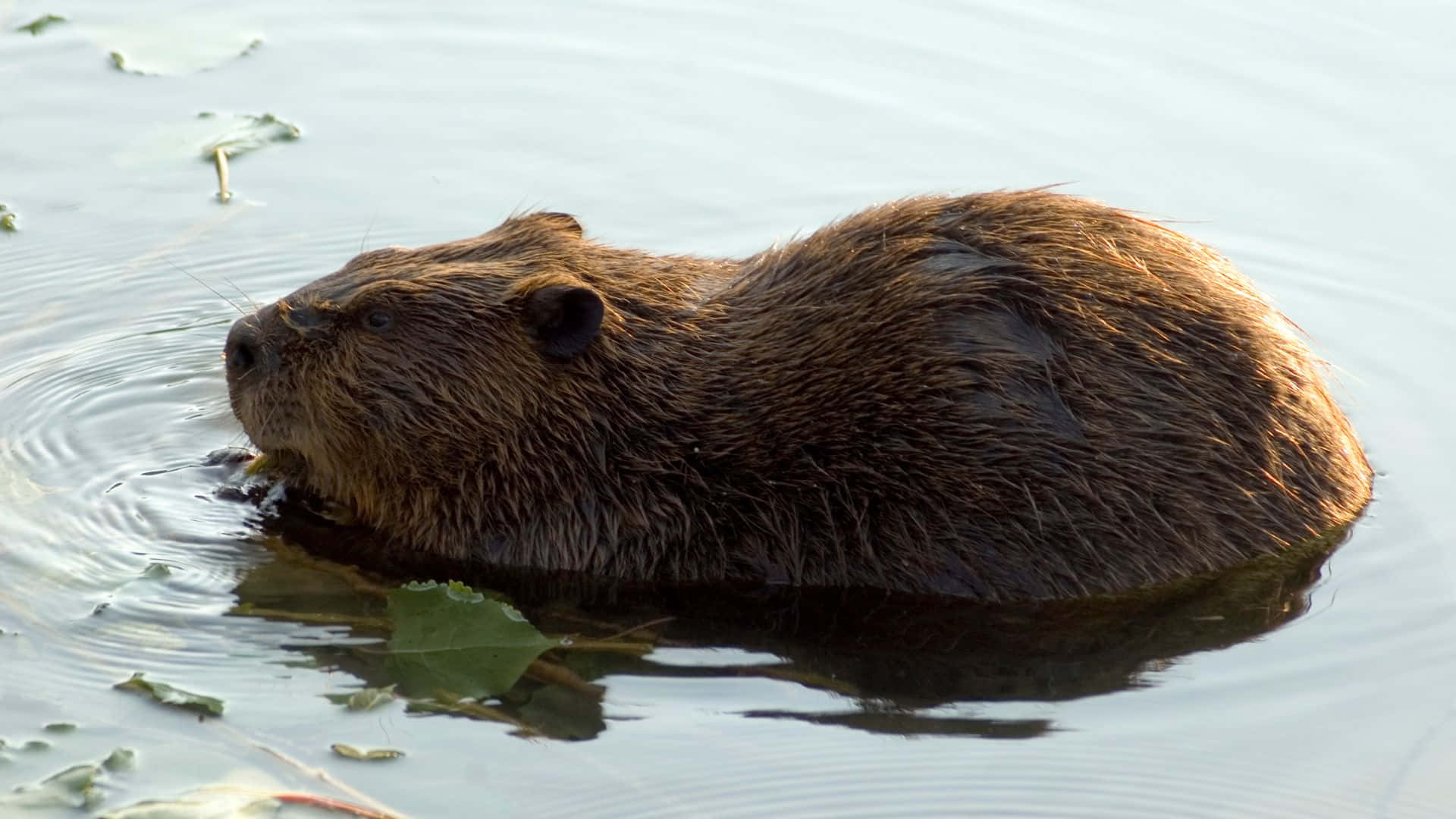 Bever Zwemt In Water.jpg Achtergrond