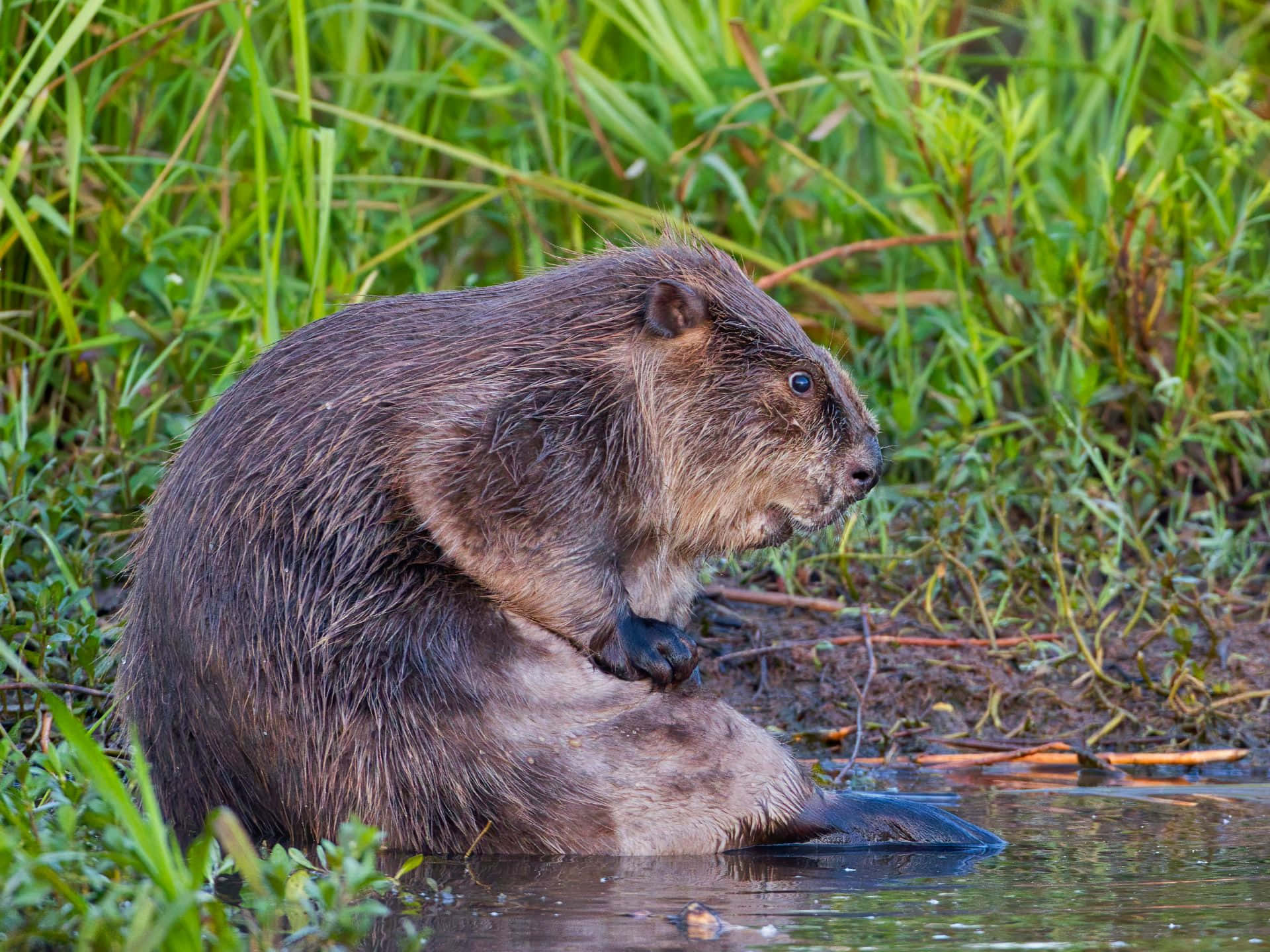 Beaverby Water's Edge Wallpaper