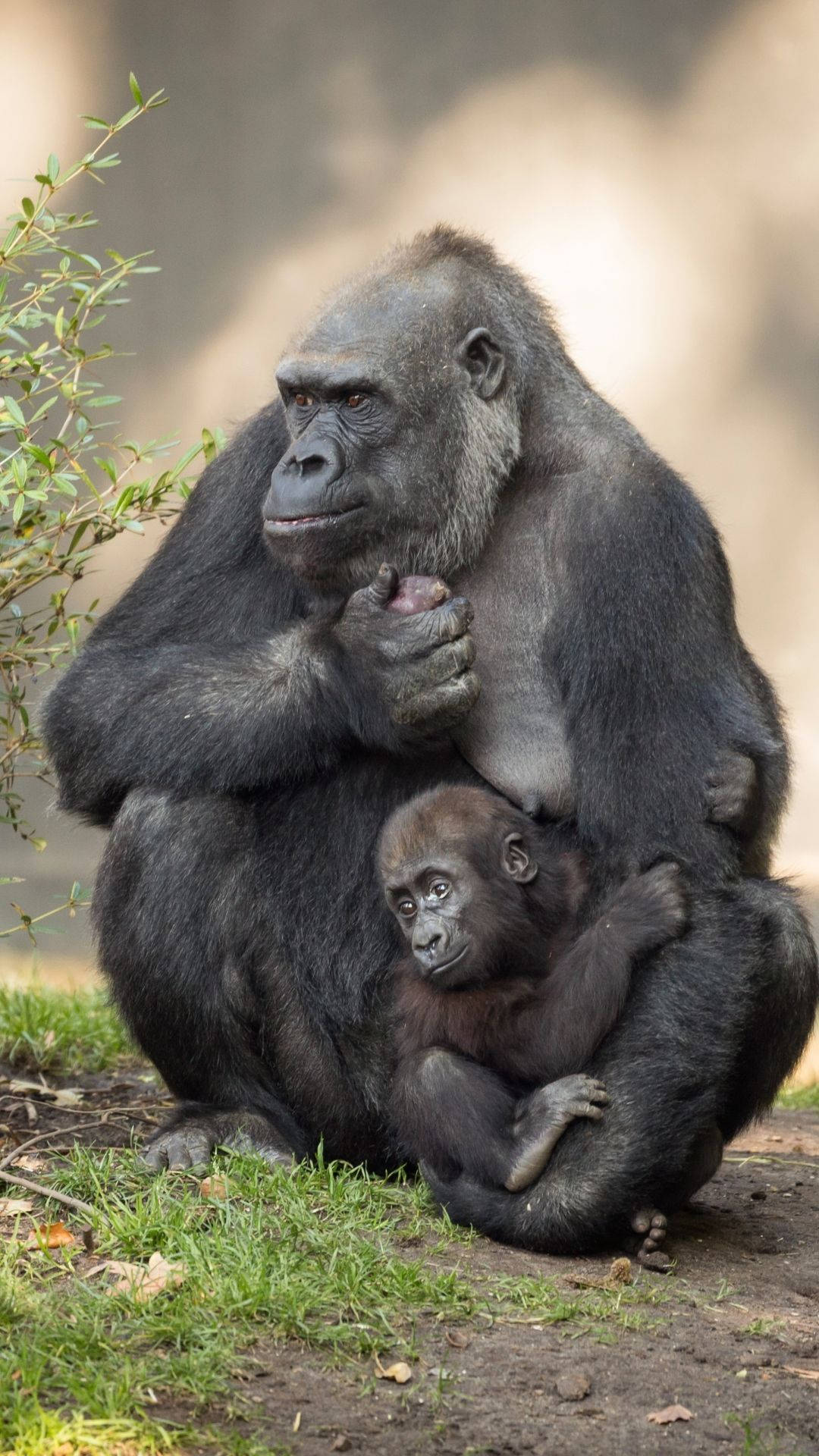 Bebê E Mãe Que Amamenta Gorilla Iphone Papel de Parede