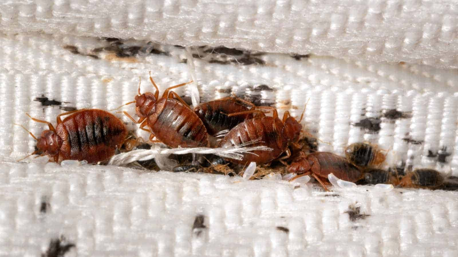 Bed Bugs Infestationon Fabric Wallpaper