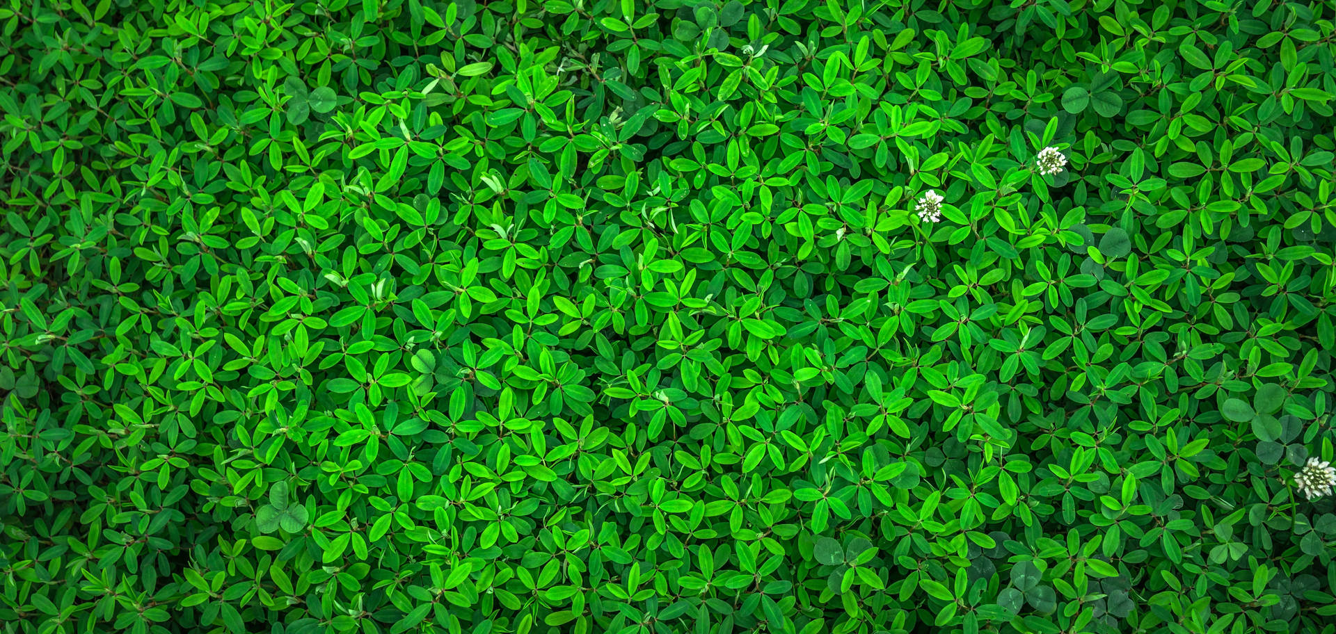 Bed Of Green Grass Plant 4k
