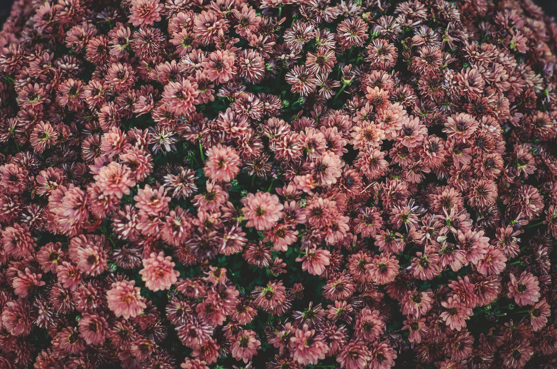 Seng af pink æstetisk blomster Wallpaper