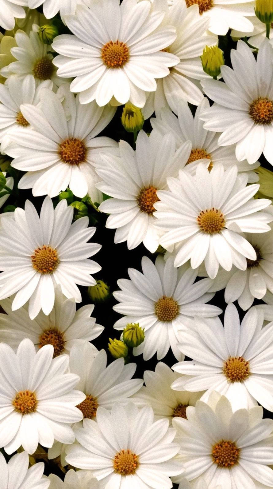 Bed Of White Daisy Aesthetic Background
