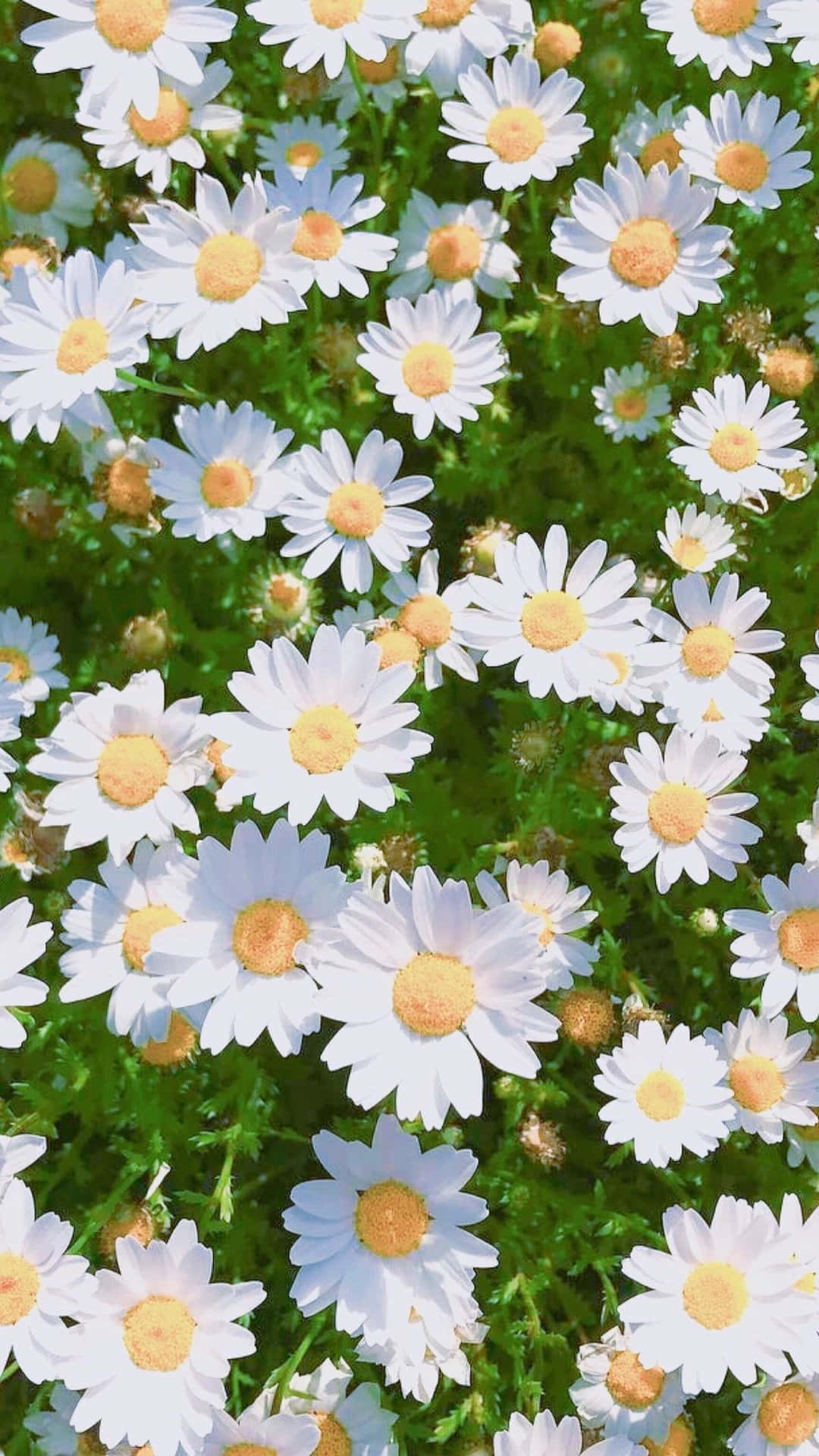 Bund af hvide forårsmargueritter iPhone Wallpaper