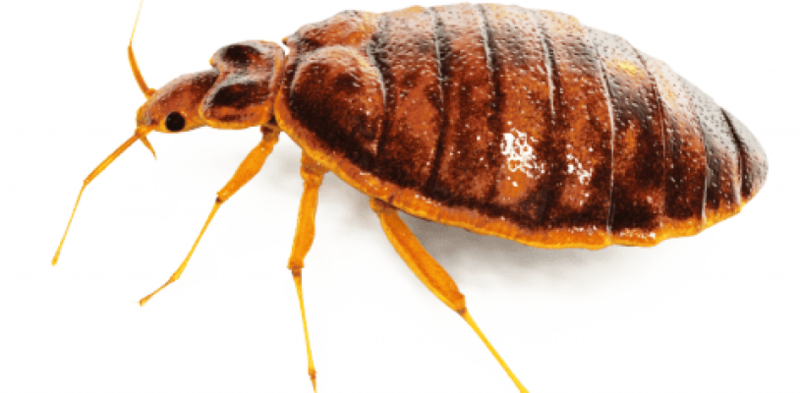 Bedbug_ Closeup_ View PNG