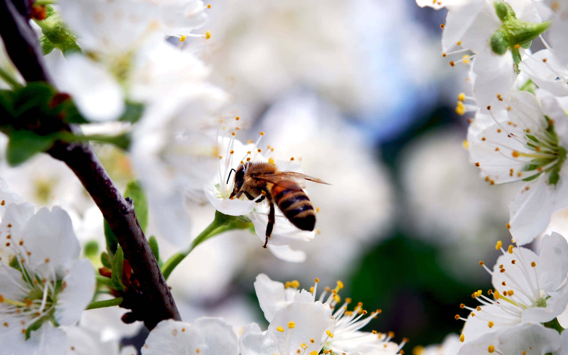 Einlebhaftes Bienchen Summt In Einer Sonnigen Wiese