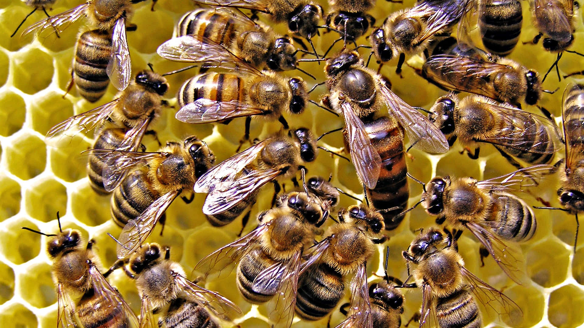 Einebiene Sammelt Pollen Von Bunten Blumen.