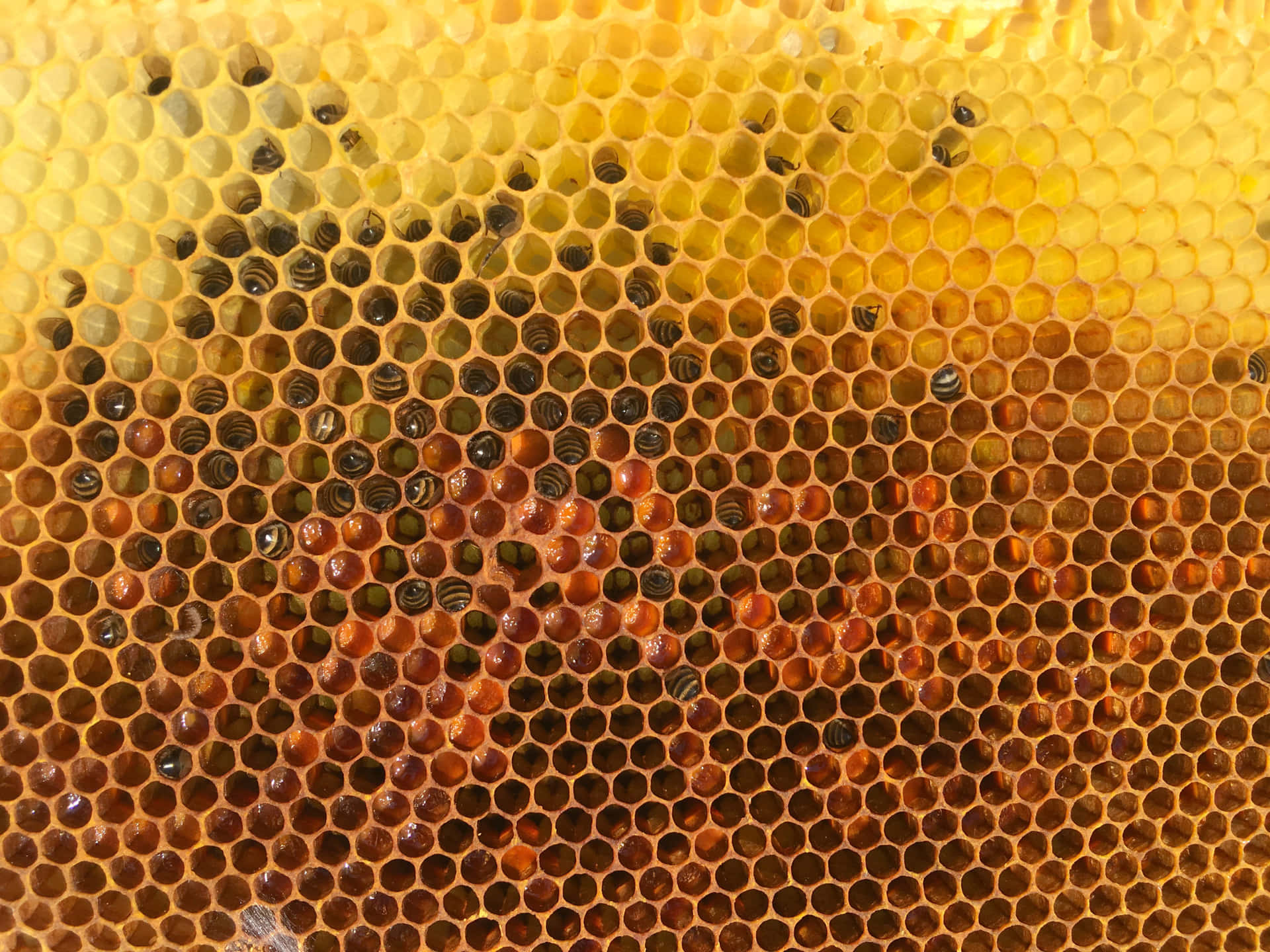 Schönheitder Natur - Faszinierende Biene
