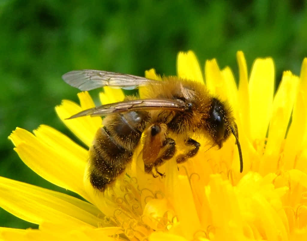 Billeder af bier sumser på tapetet.
